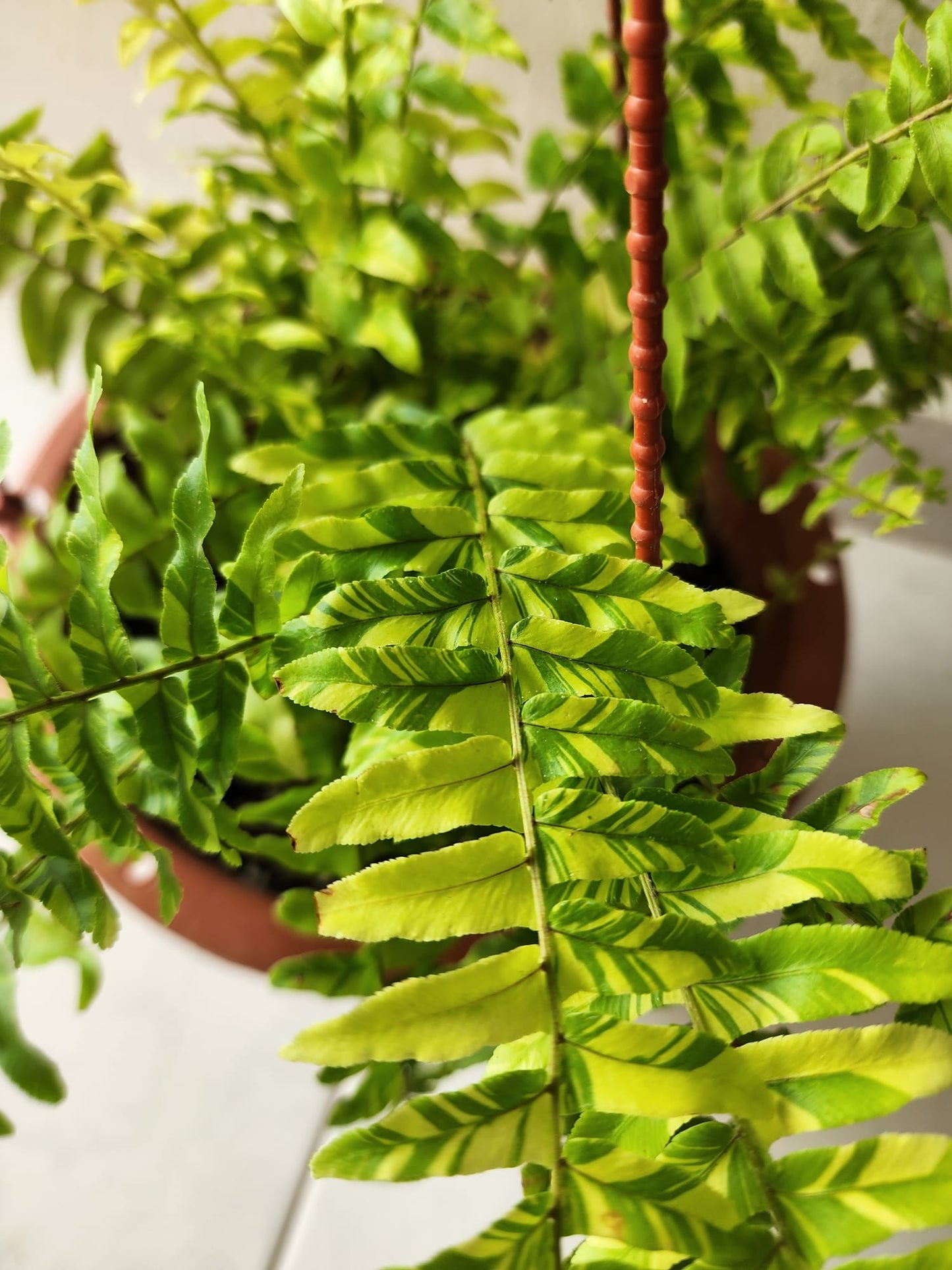Boston Fern Variegated