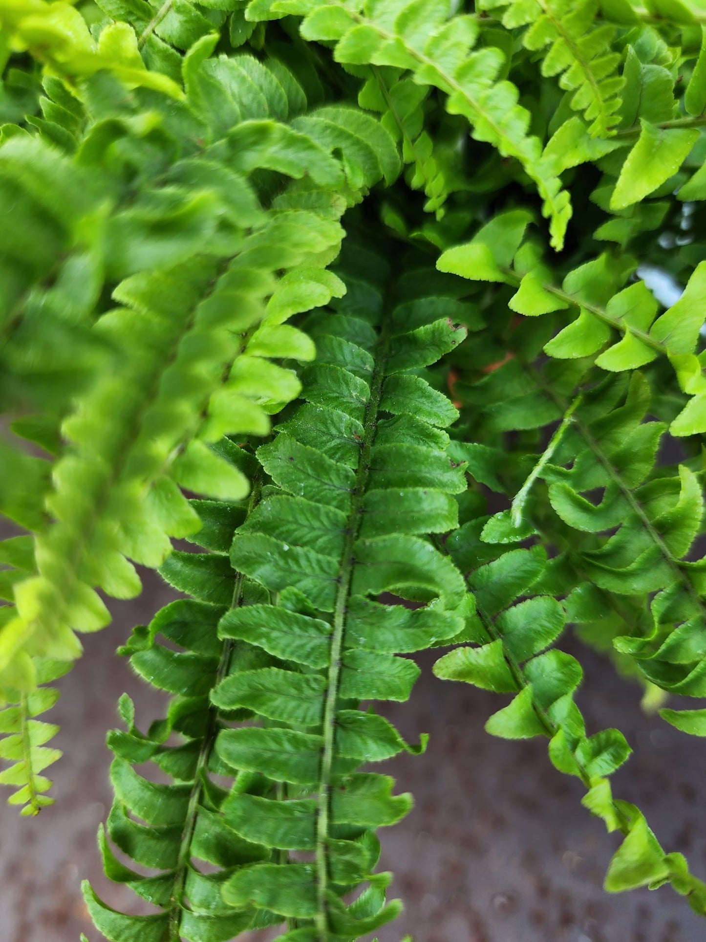 Boston Fern