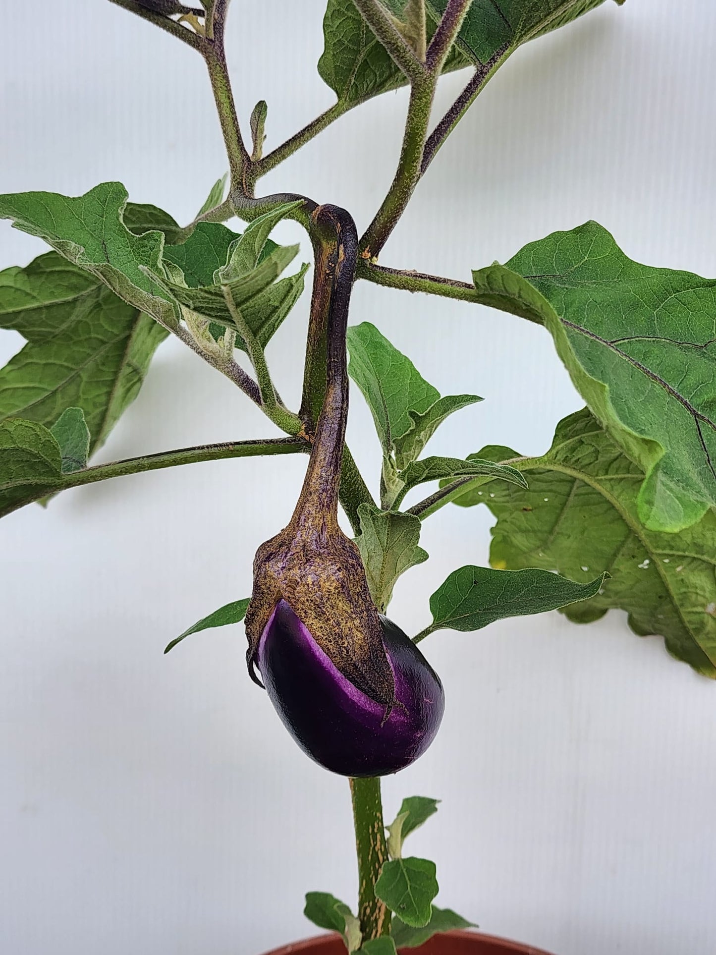 Brinjal