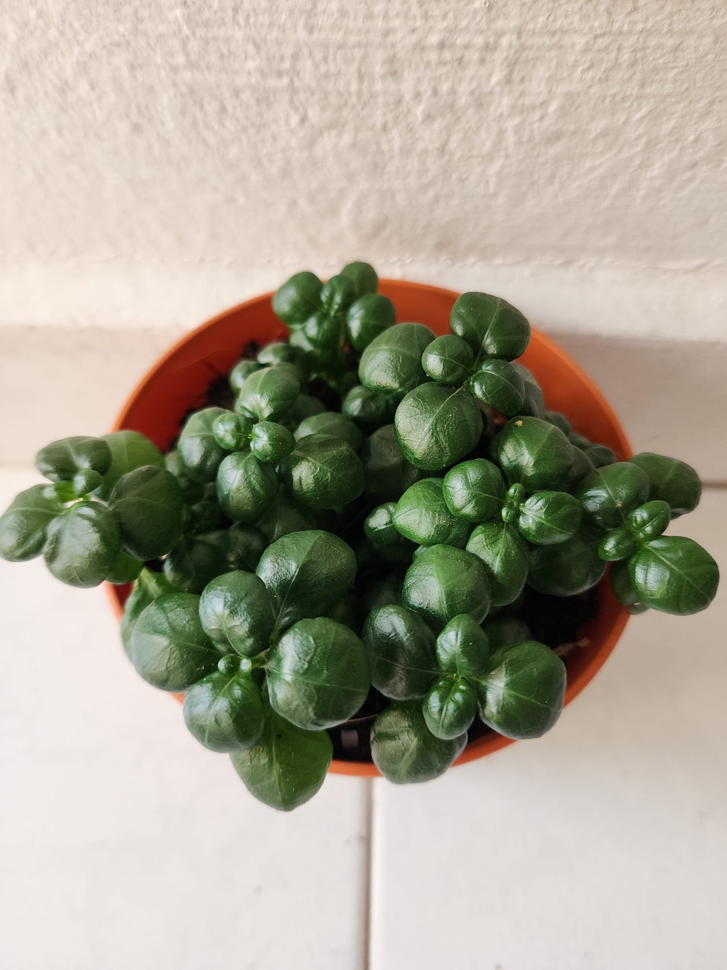 Bubble Plant