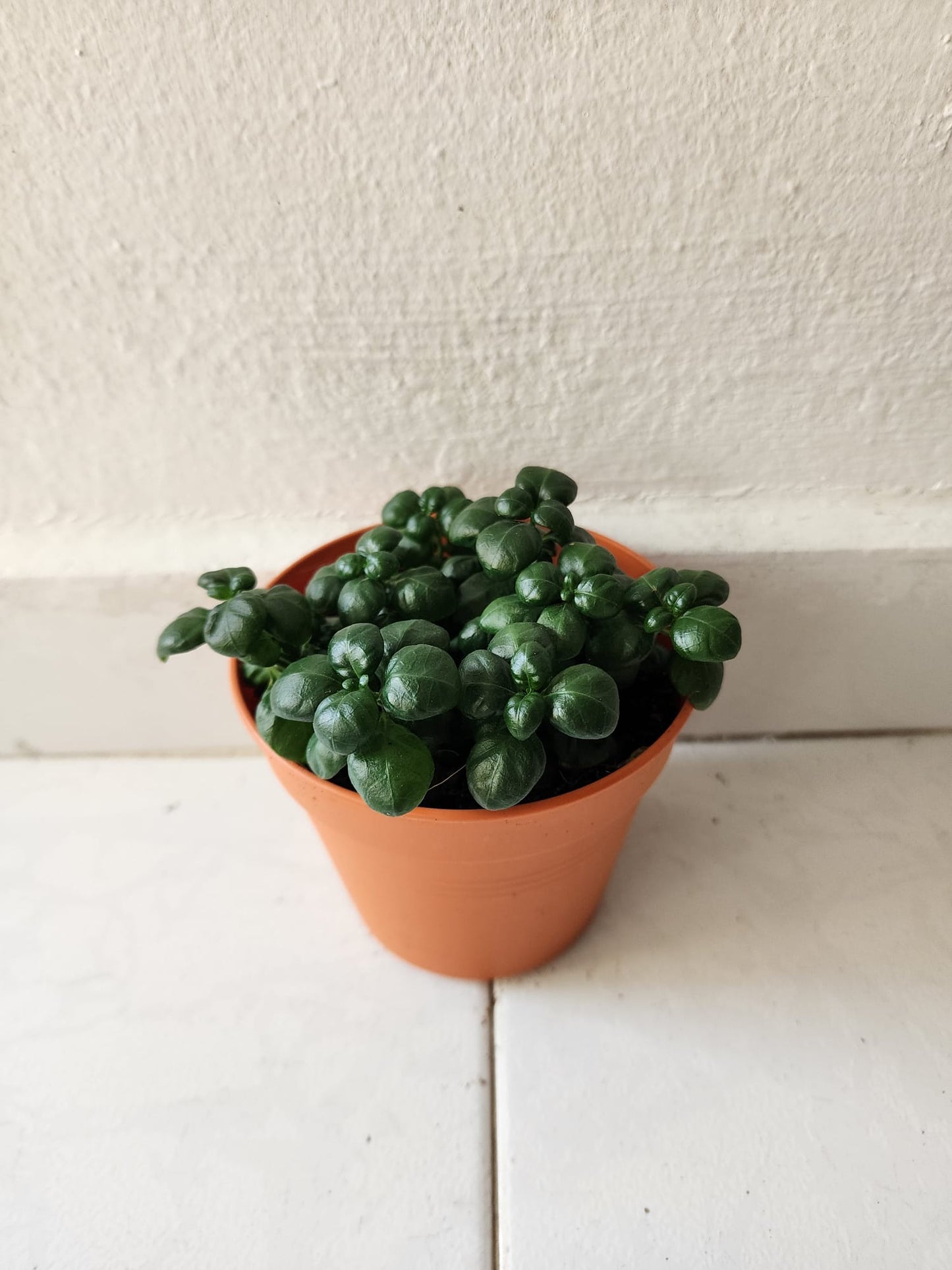 Bubble Plant
