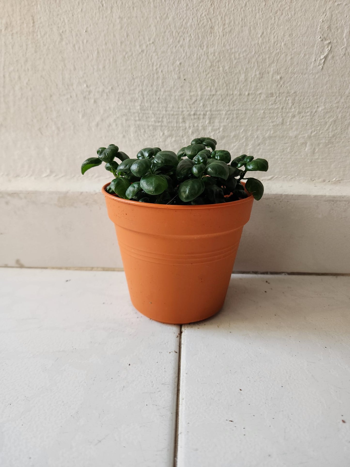 Bubble Plant