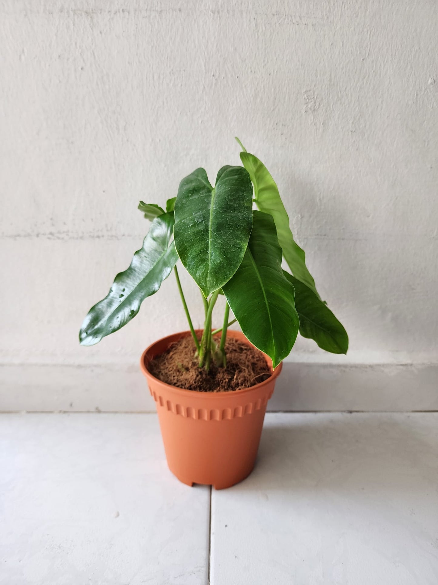 Philodendron Burle Marx