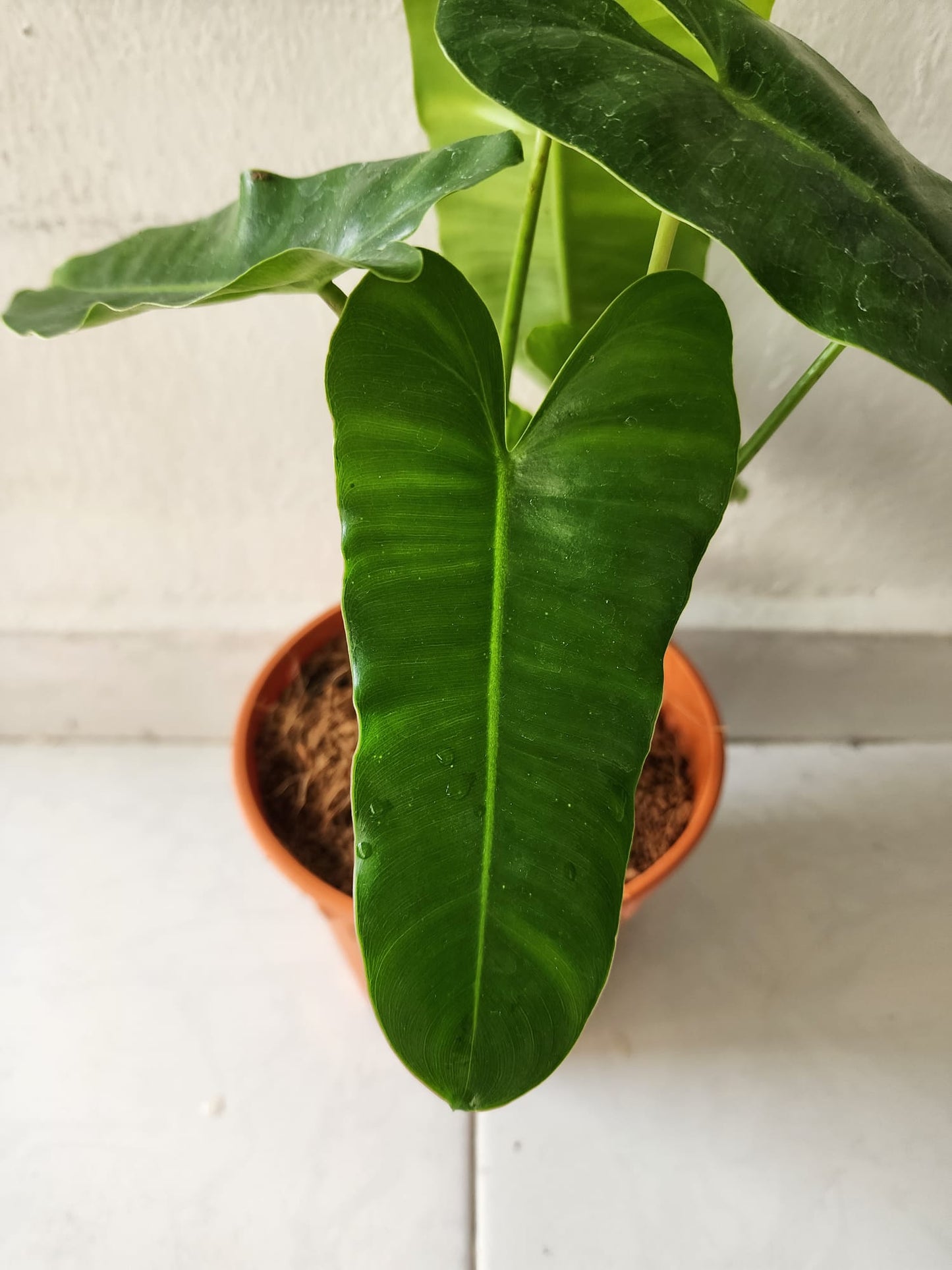 Philodendron Burle Marx