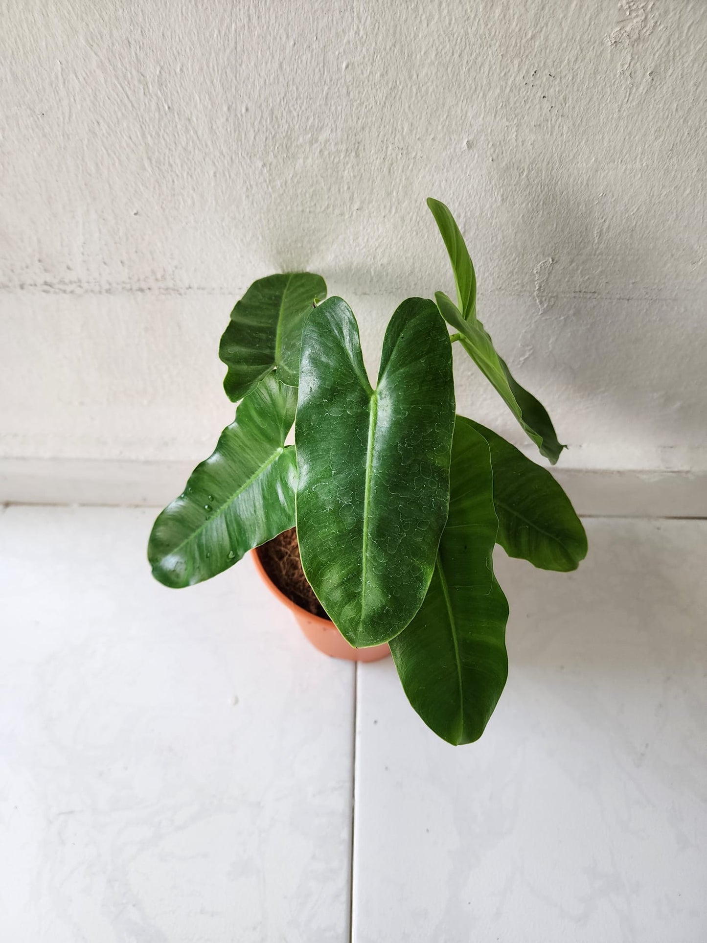 Philodendron Burle Marx