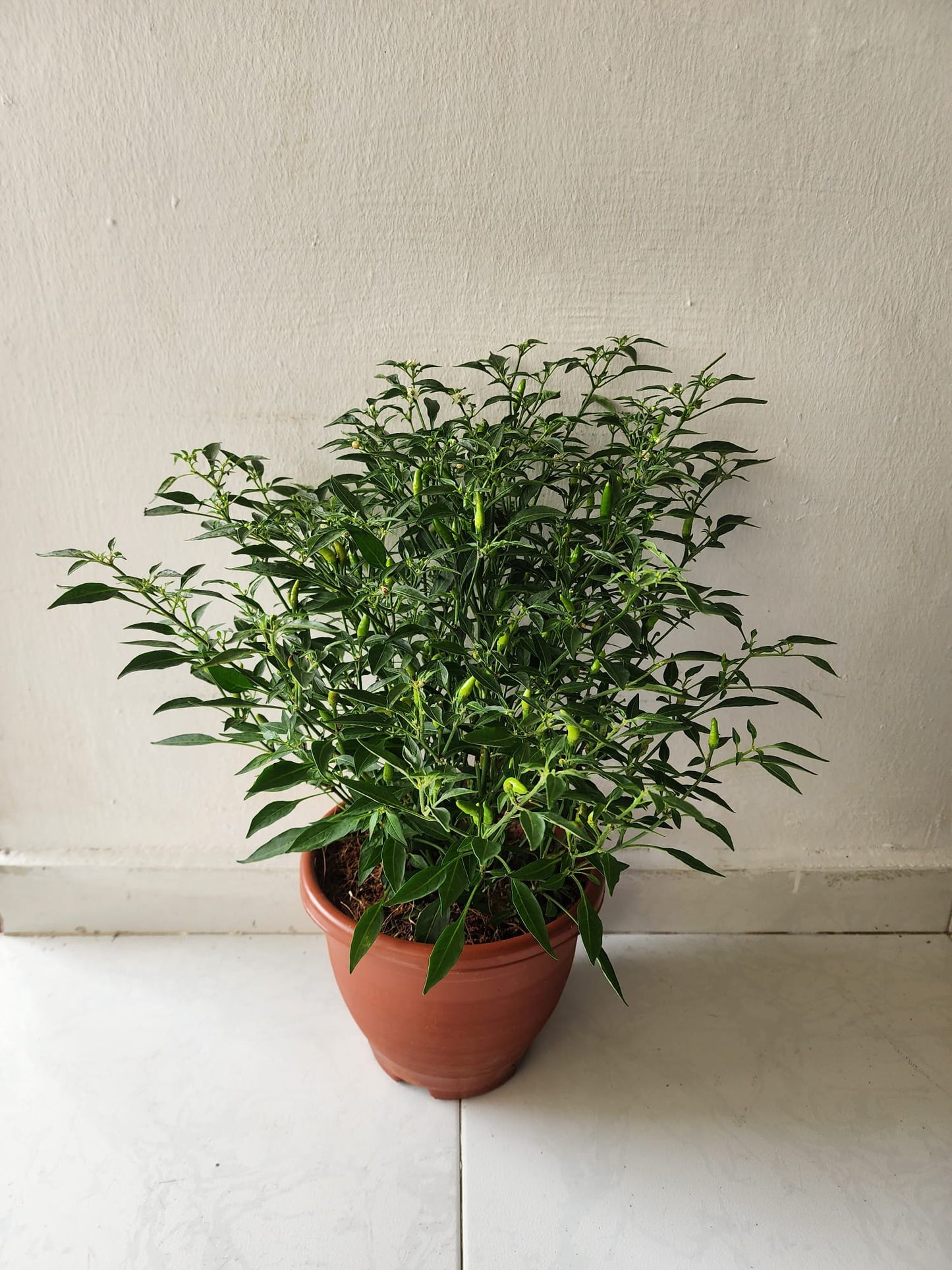 Chilli