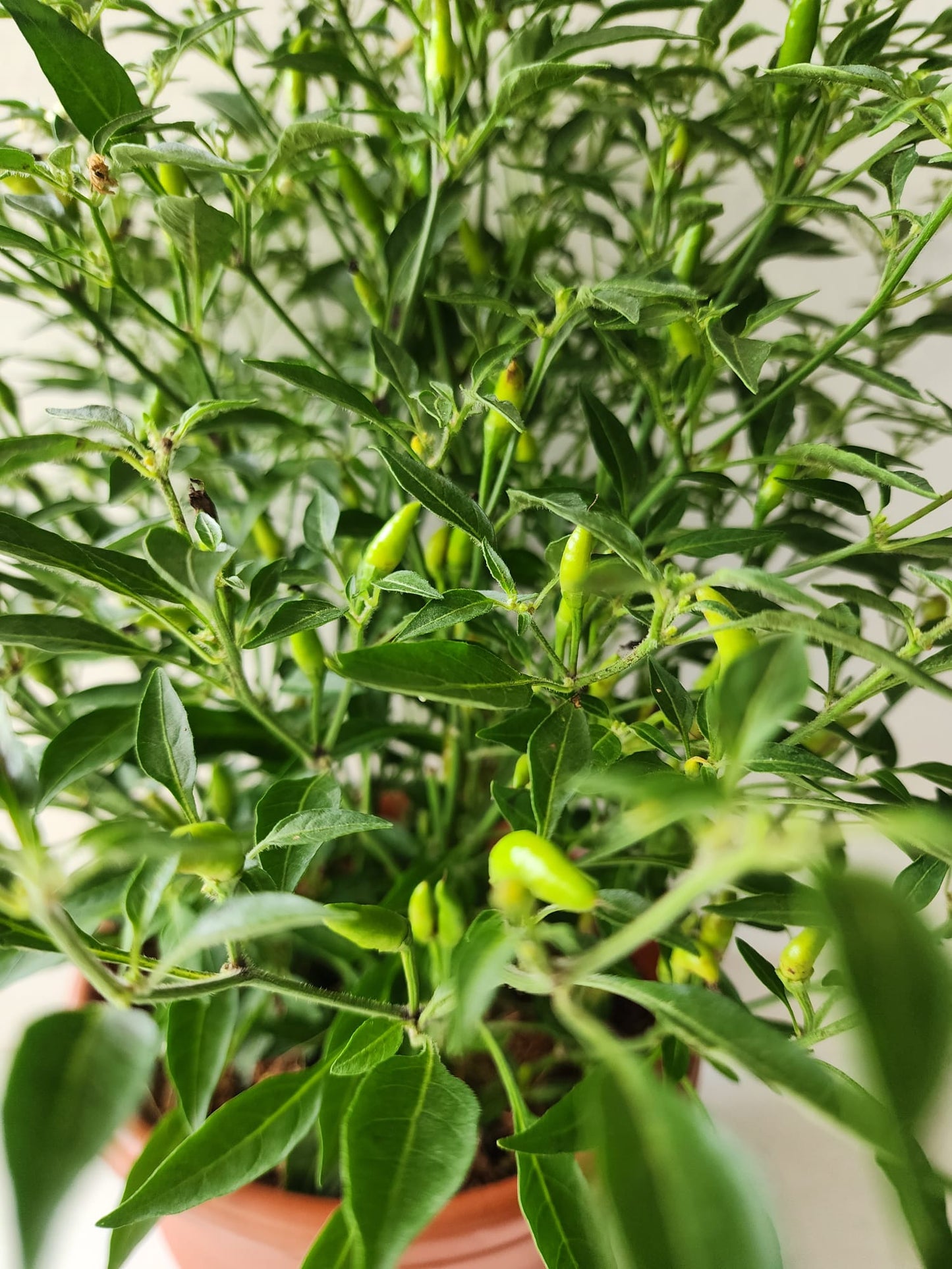 Chilli