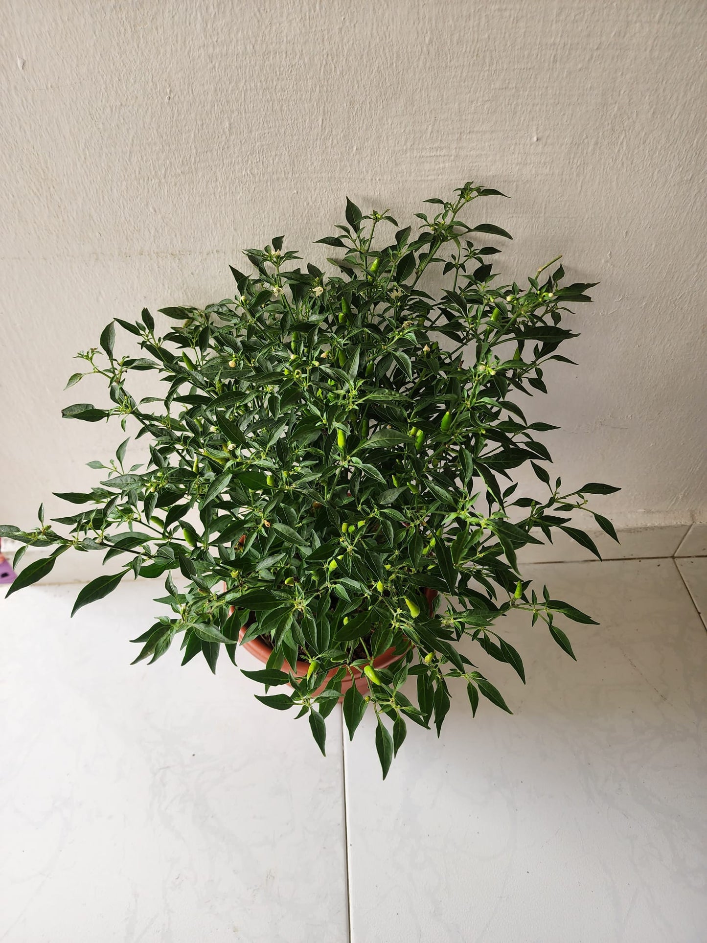 Chilli