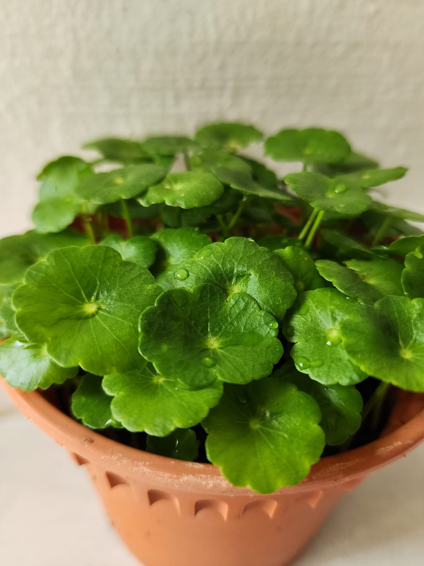Hydrocotyle Vulgaris (Copper Coin)