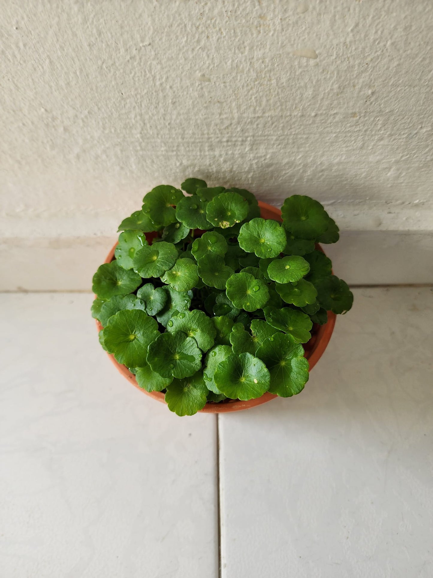 Hydrocotyle Vulgaris (Copper Coin)