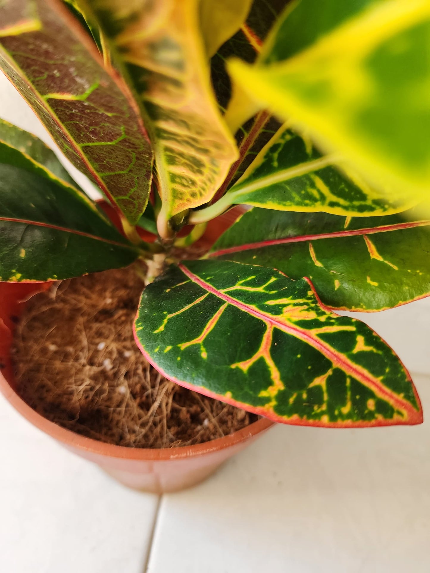 Croton