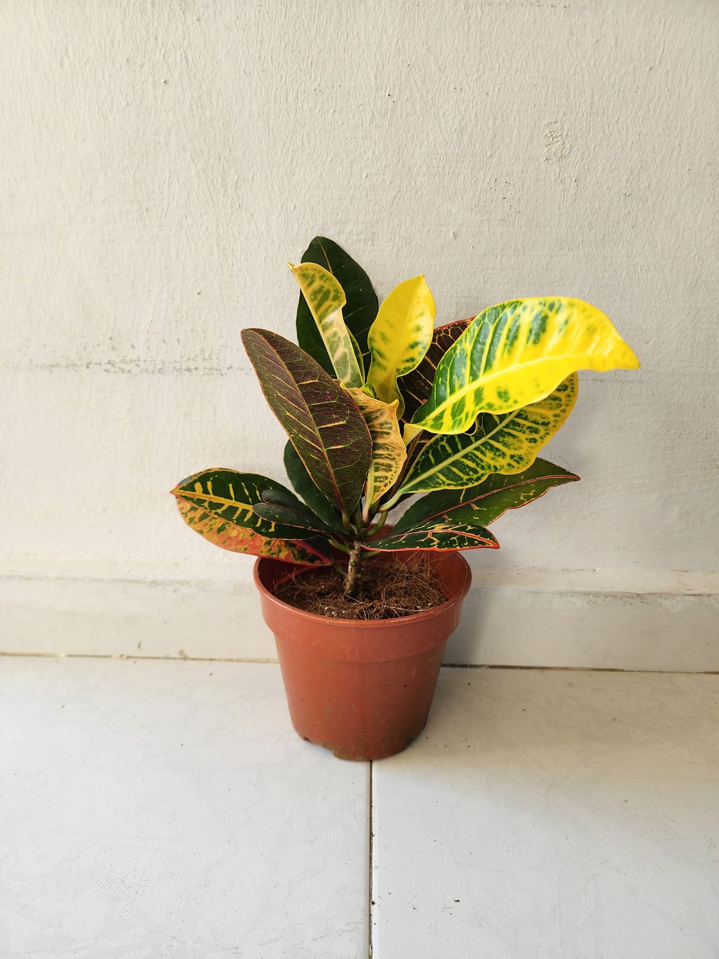 Croton