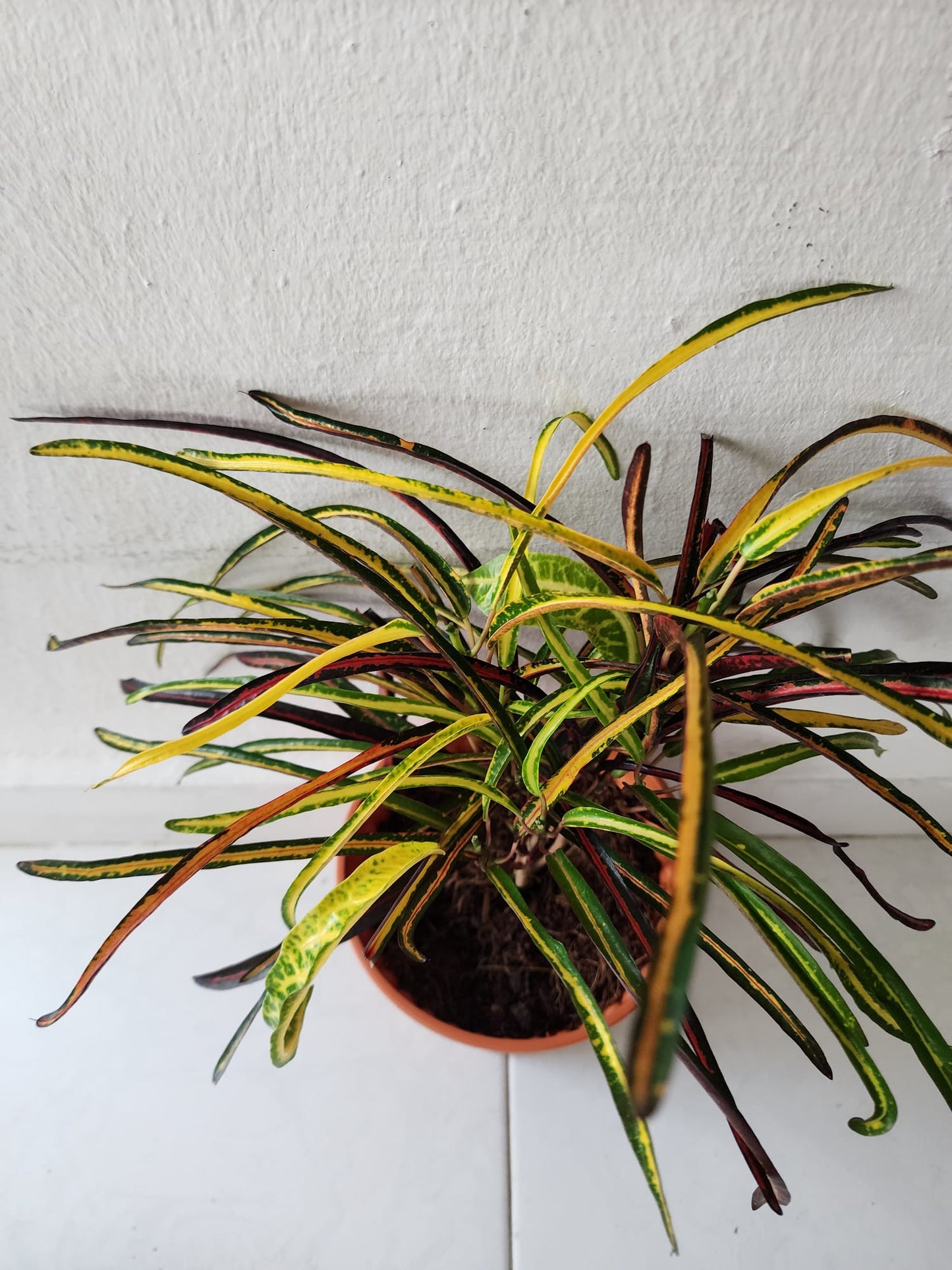 Croton Zazibar