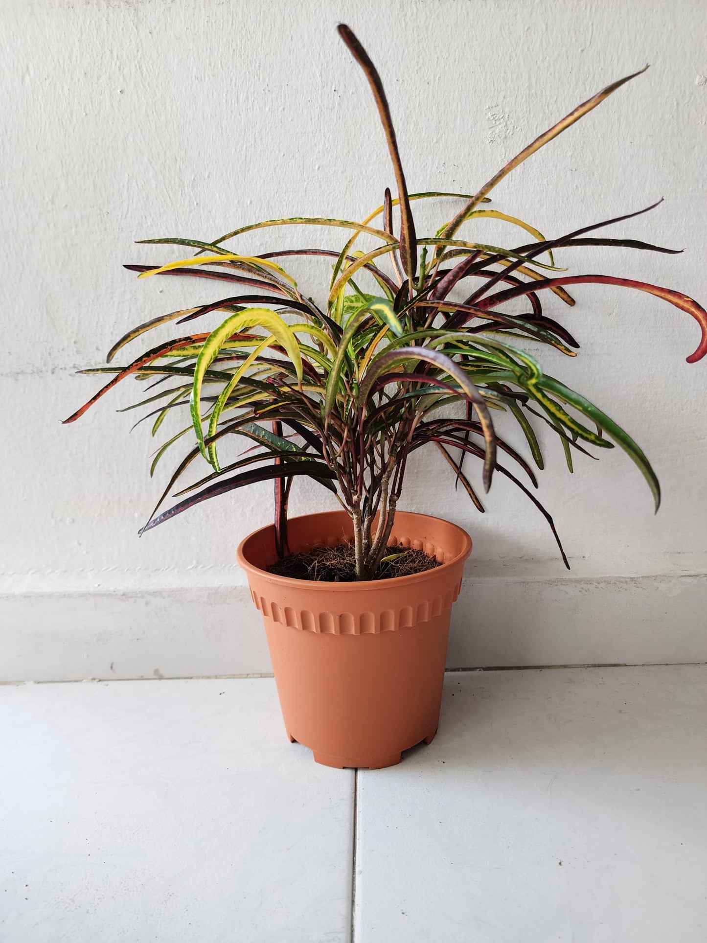 Croton Zazibar