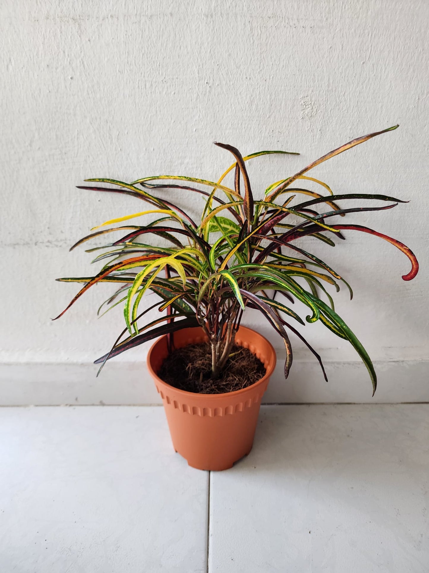 Croton Zazibar