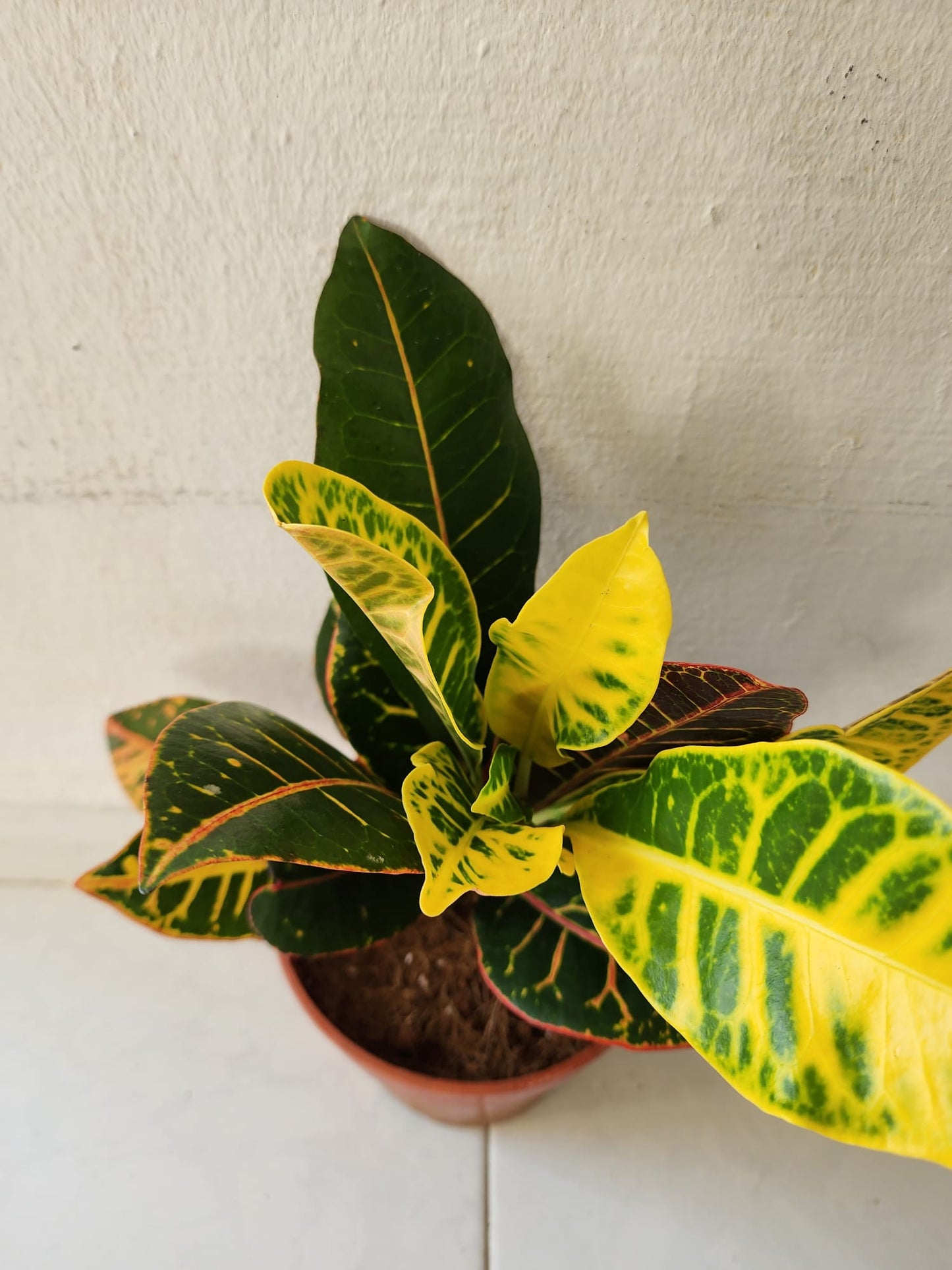 Croton