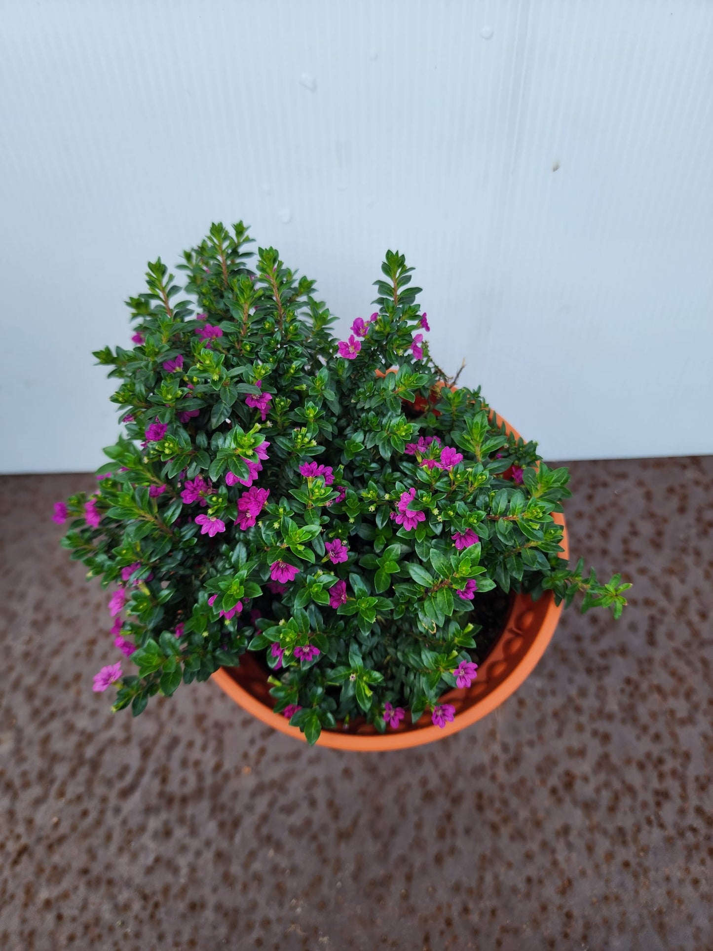 Cuphea Hyssopifolia