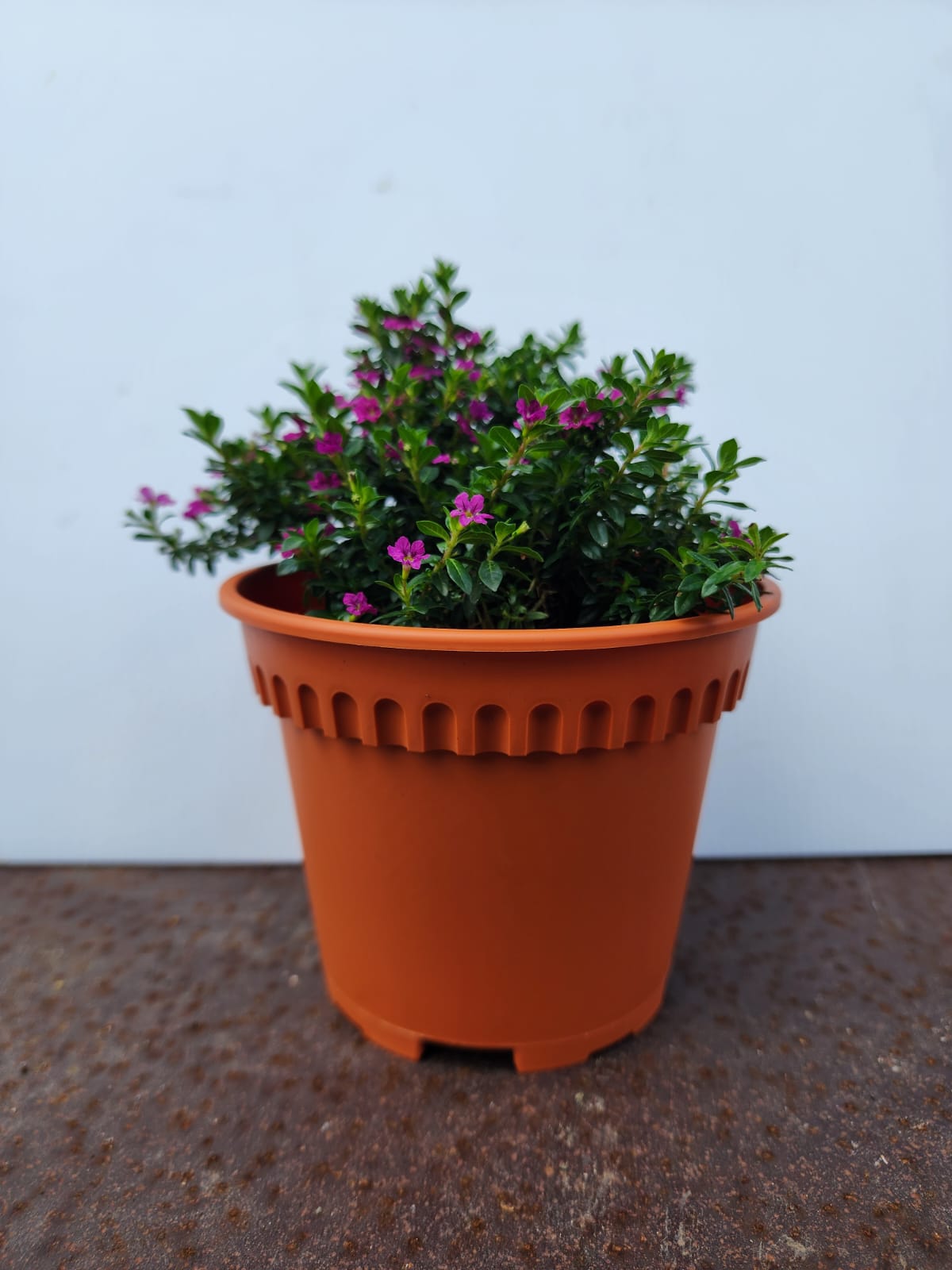 Cuphea Hyssopifolia