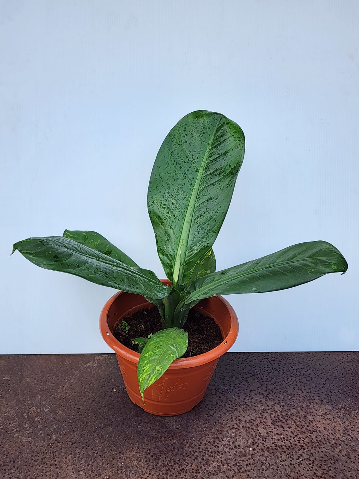 Dieffenbachia Longispatha (Dumbcane)