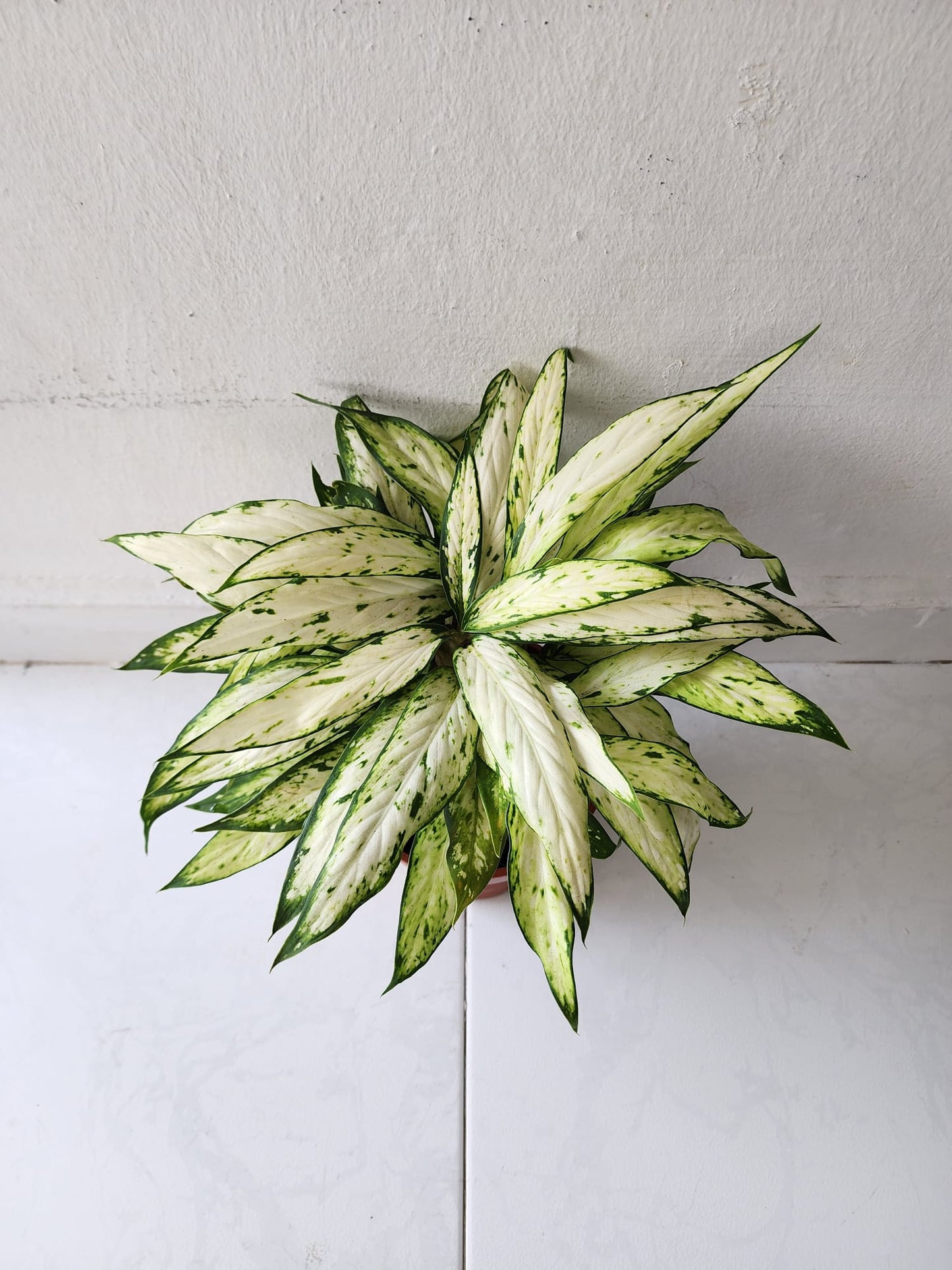 Dieffenbachia Starbright