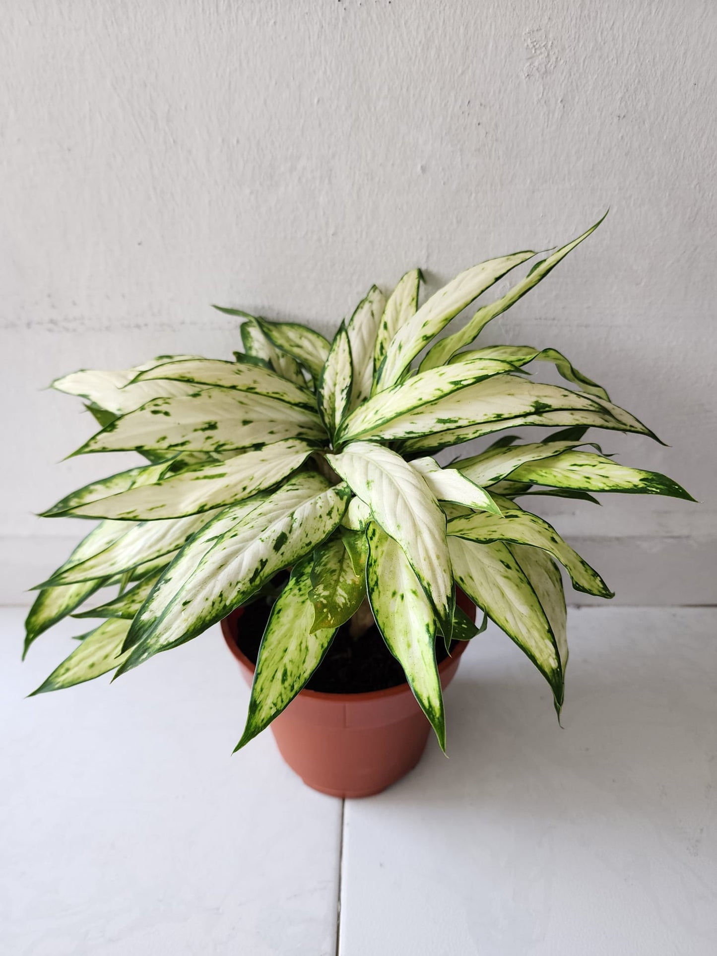 Dieffenbachia Starbright