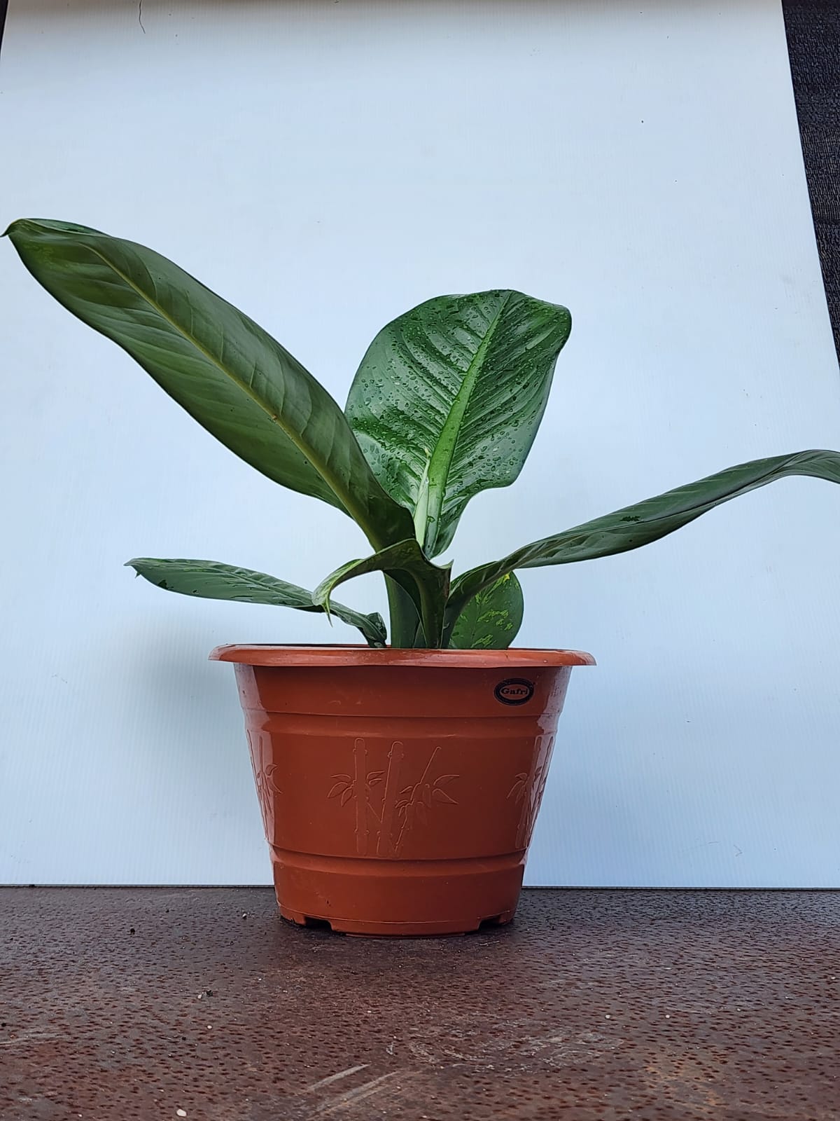 Dieffenbachia Longispatha (Dumbcane)