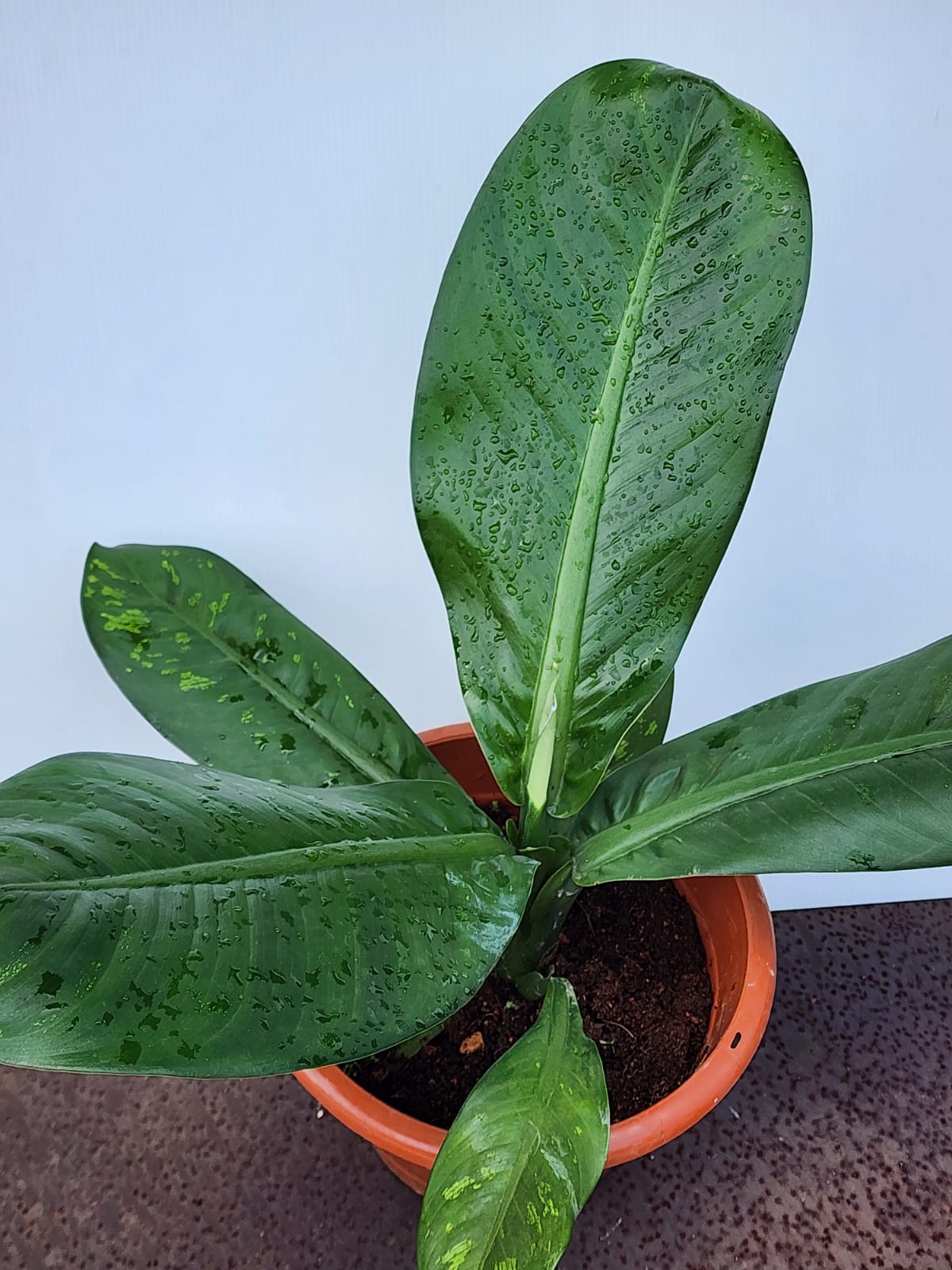 Dieffenbachia Longispatha (Dumbcane)