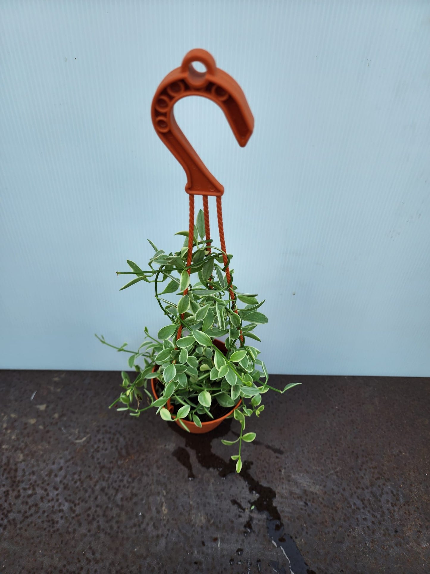 Dischidia Oiantha Variegated