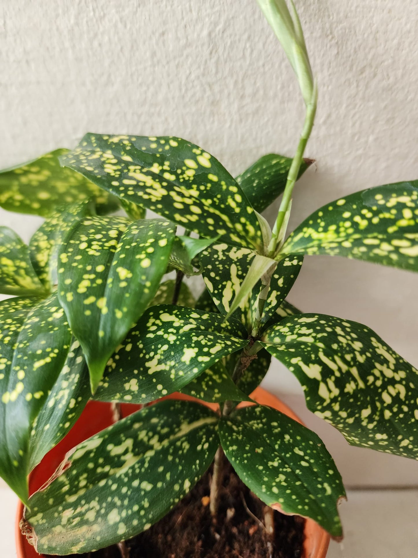 Dracaena Surculosa (Gold Dust)