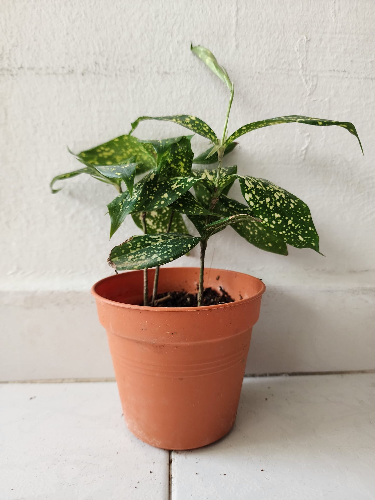Dracaena Surculosa (Gold Dust)