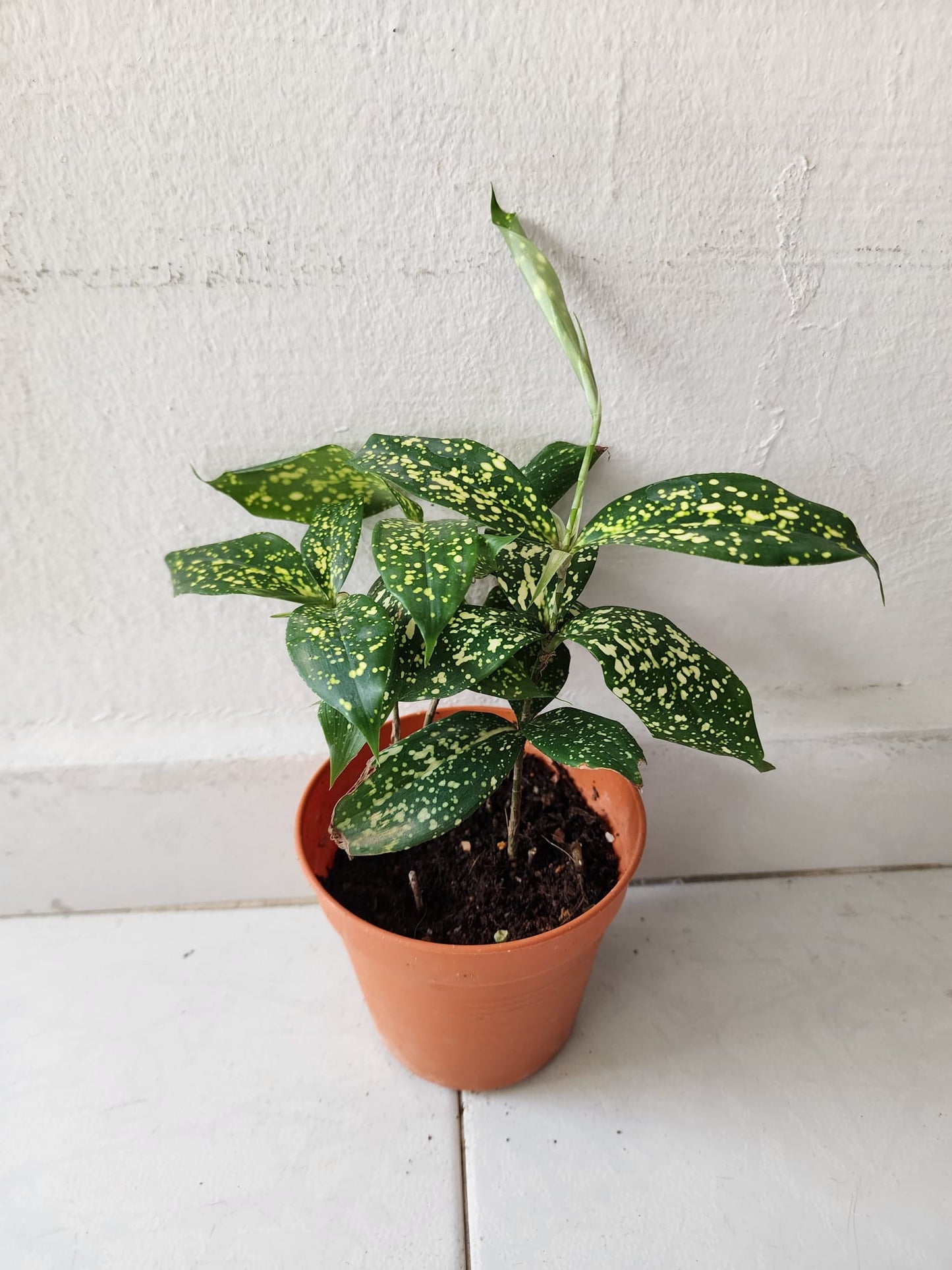 Dracaena Surculosa (Gold Dust)