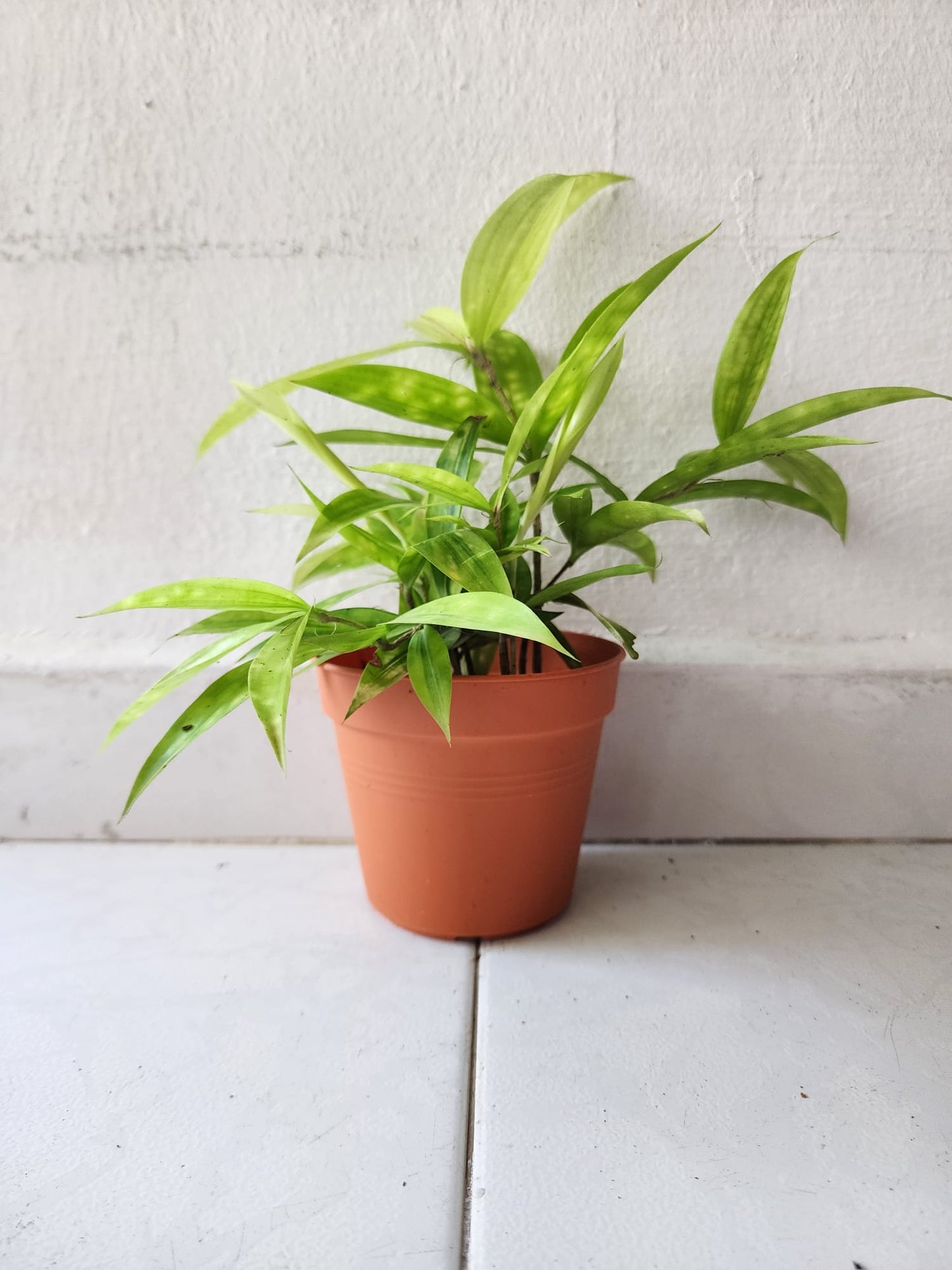 Dracaena Surculosa (Golden Milky)