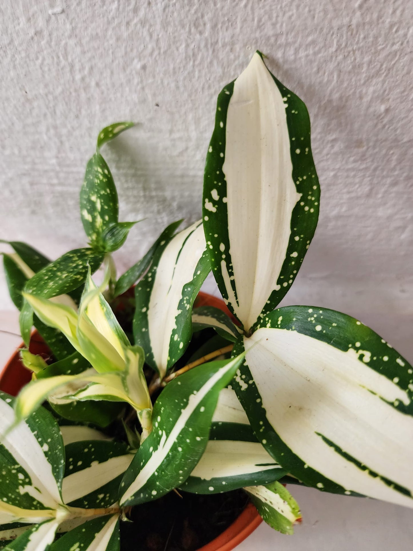 Dracaena Surculosa (Milky Way)