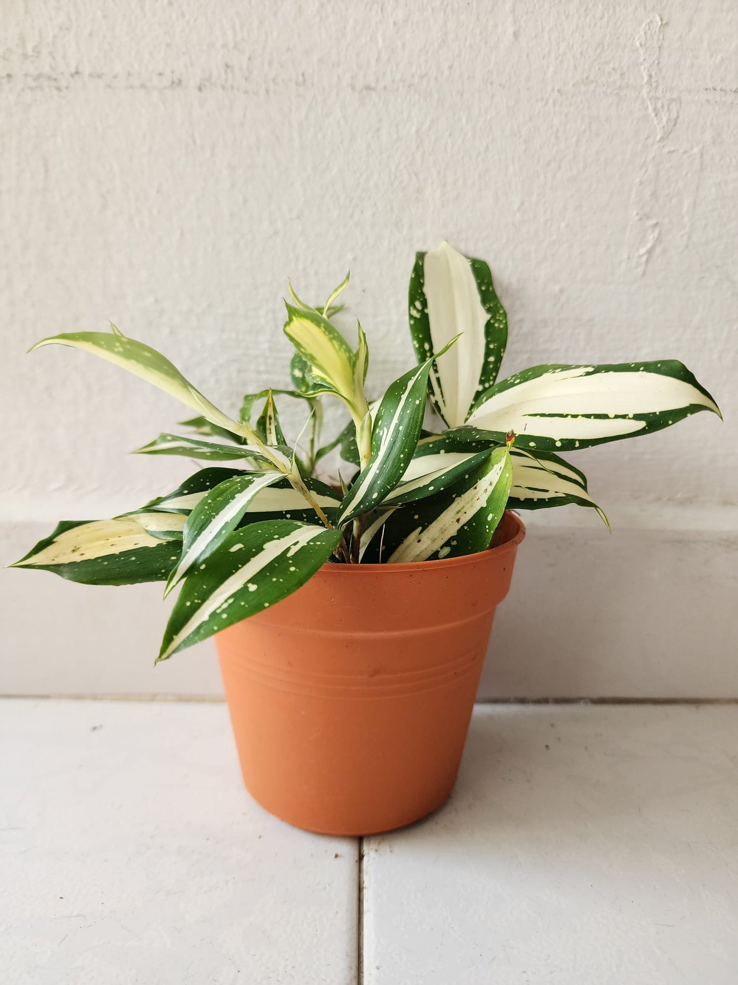 Dracaena Surculosa (Milky Way)