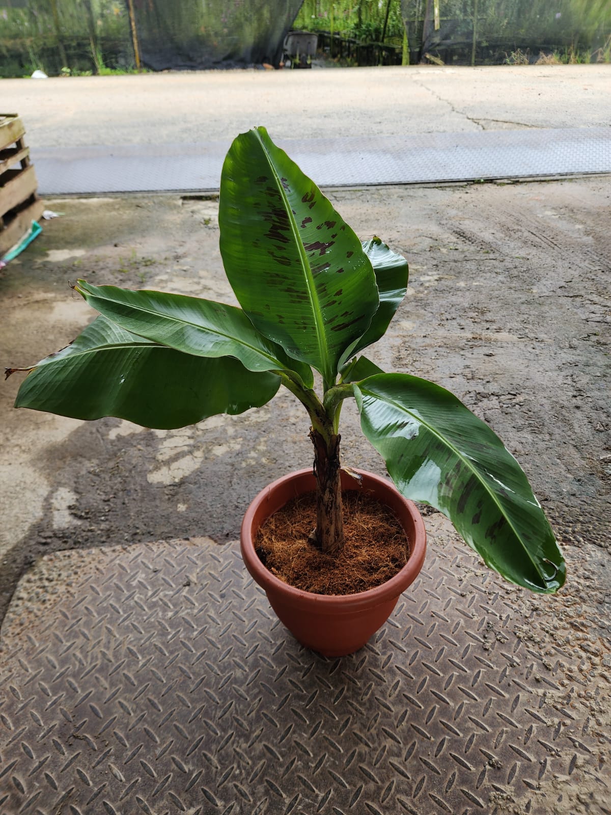 Dwarf Blood Banana