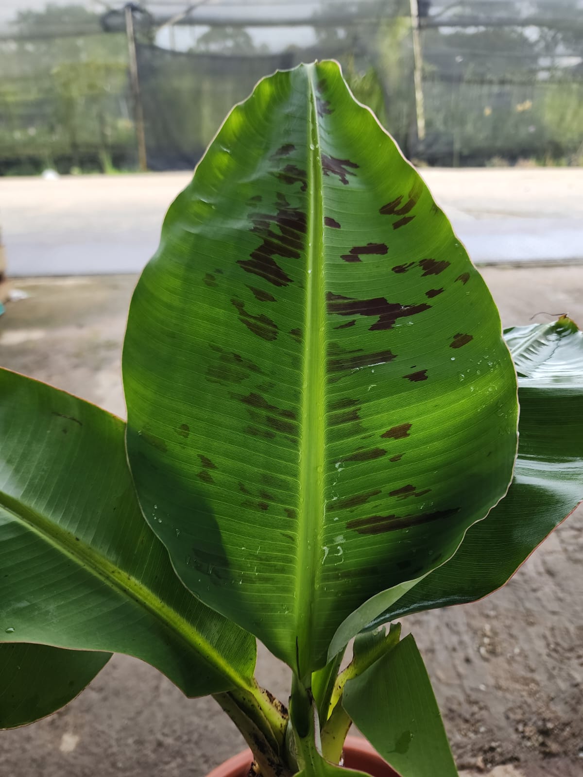 Dwarf Blood Banana