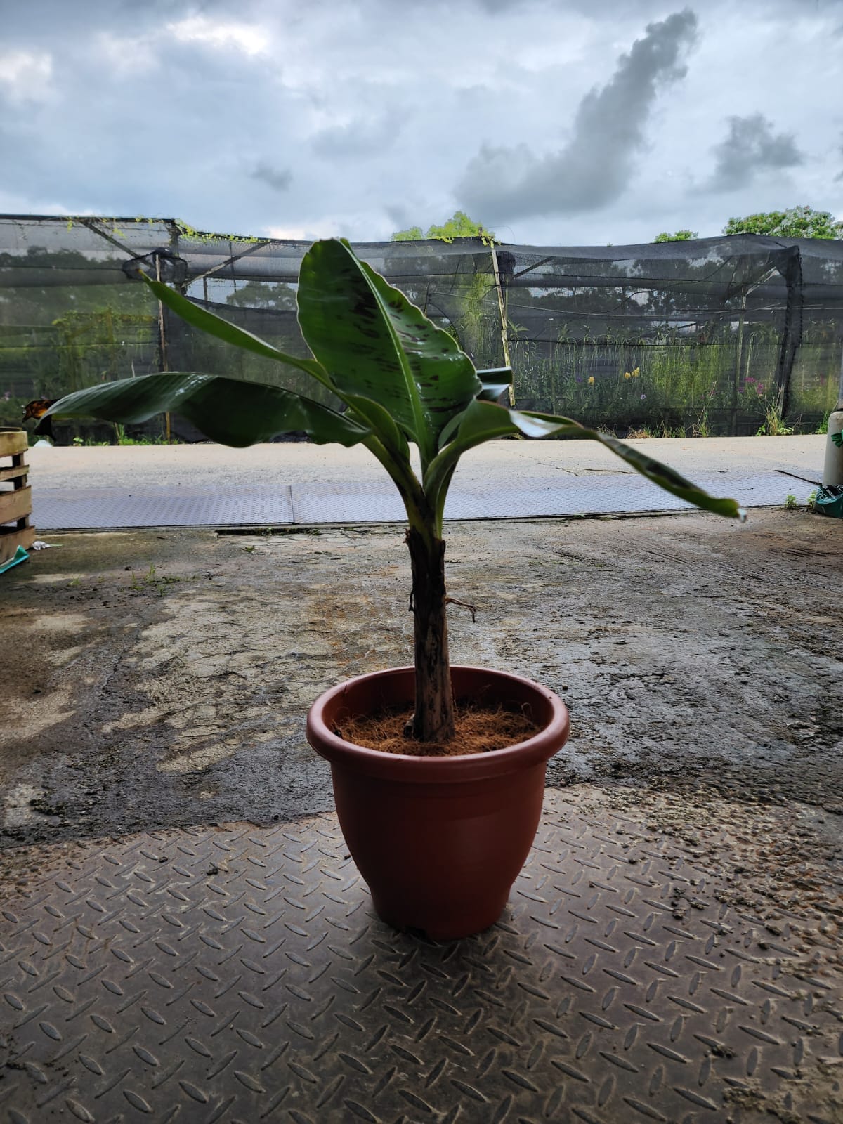 Dwarf Blood Banana
