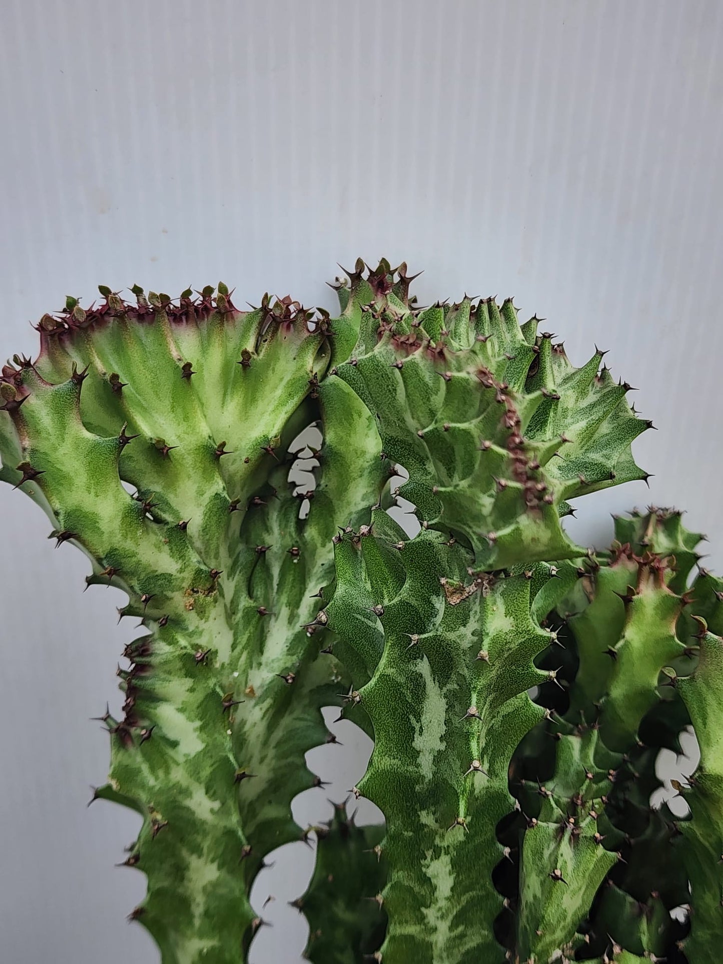 Euphorbia Lactea Cristata