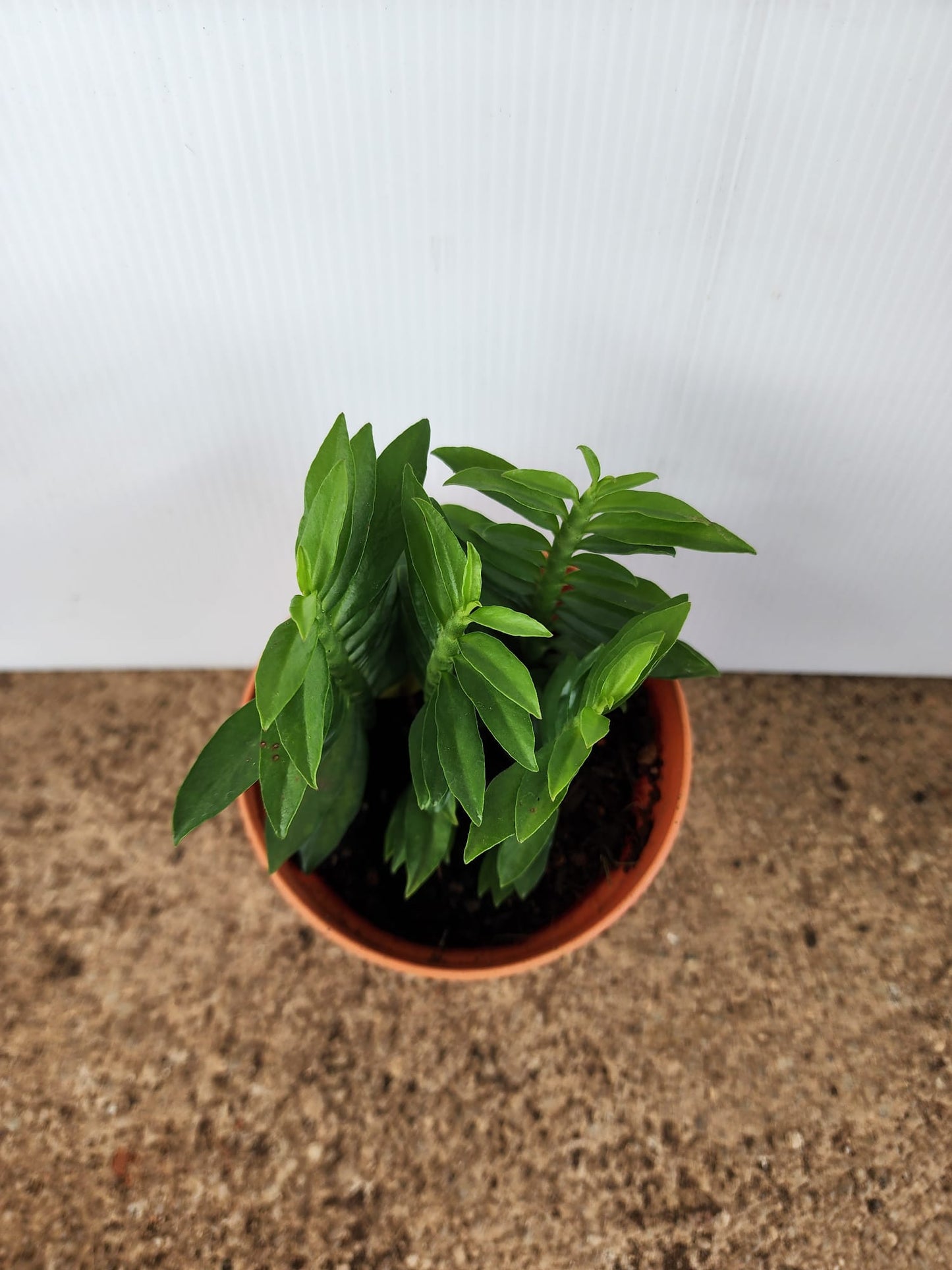 Euphorbia Tithymaloides (Devil's Backbone)