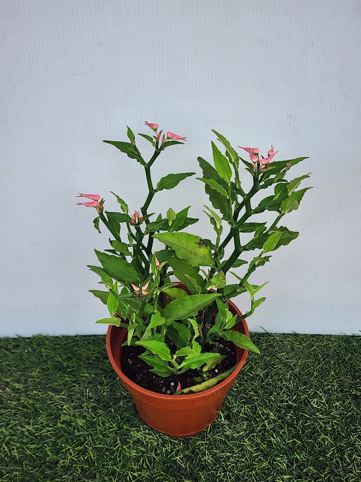 Euphorbia Tithymaloides