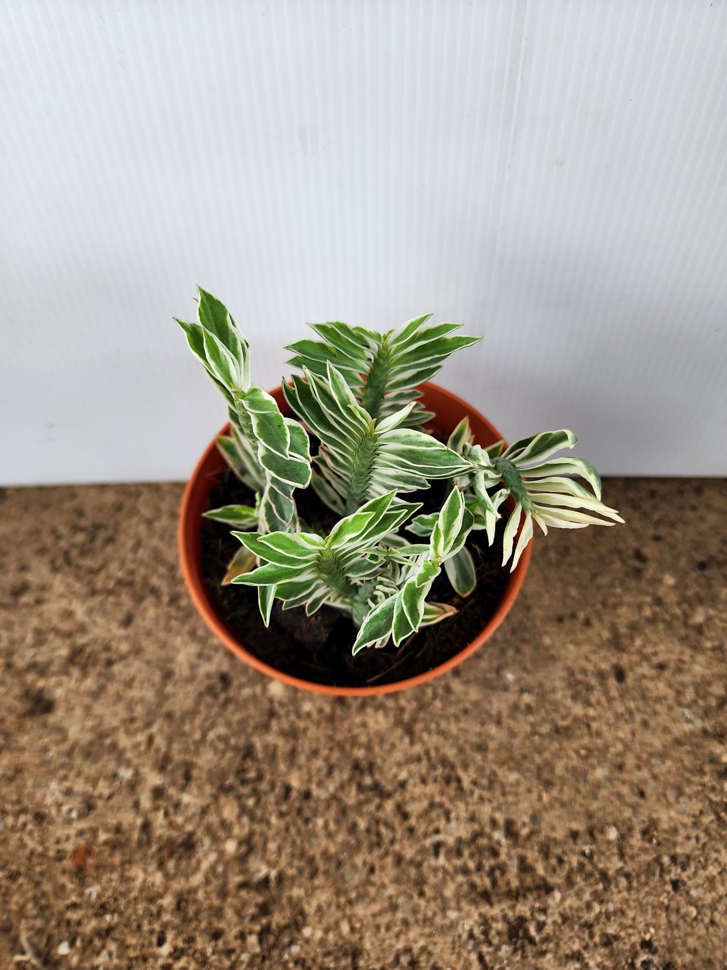 Euphorbia Tithymaloides Variegated (Devil's Backbone)