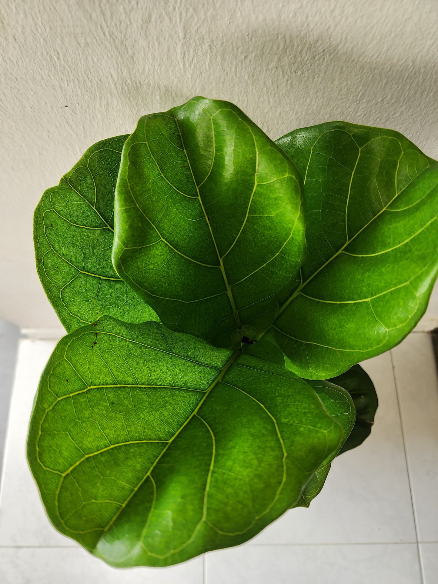 Ficus Lyrata (Fiddle-leaf fig)