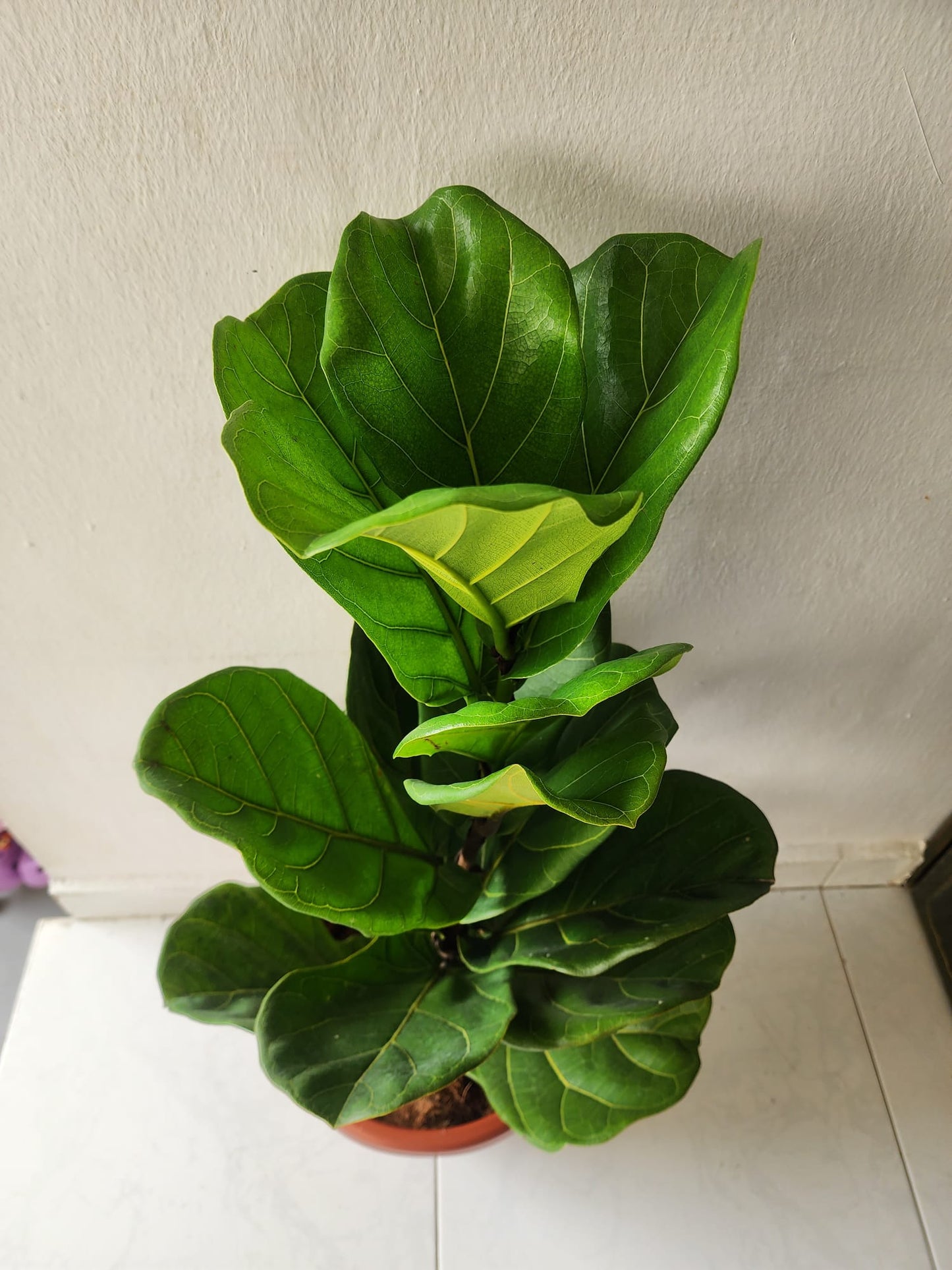 Ficus Lyrata (Fiddle-leaf fig)