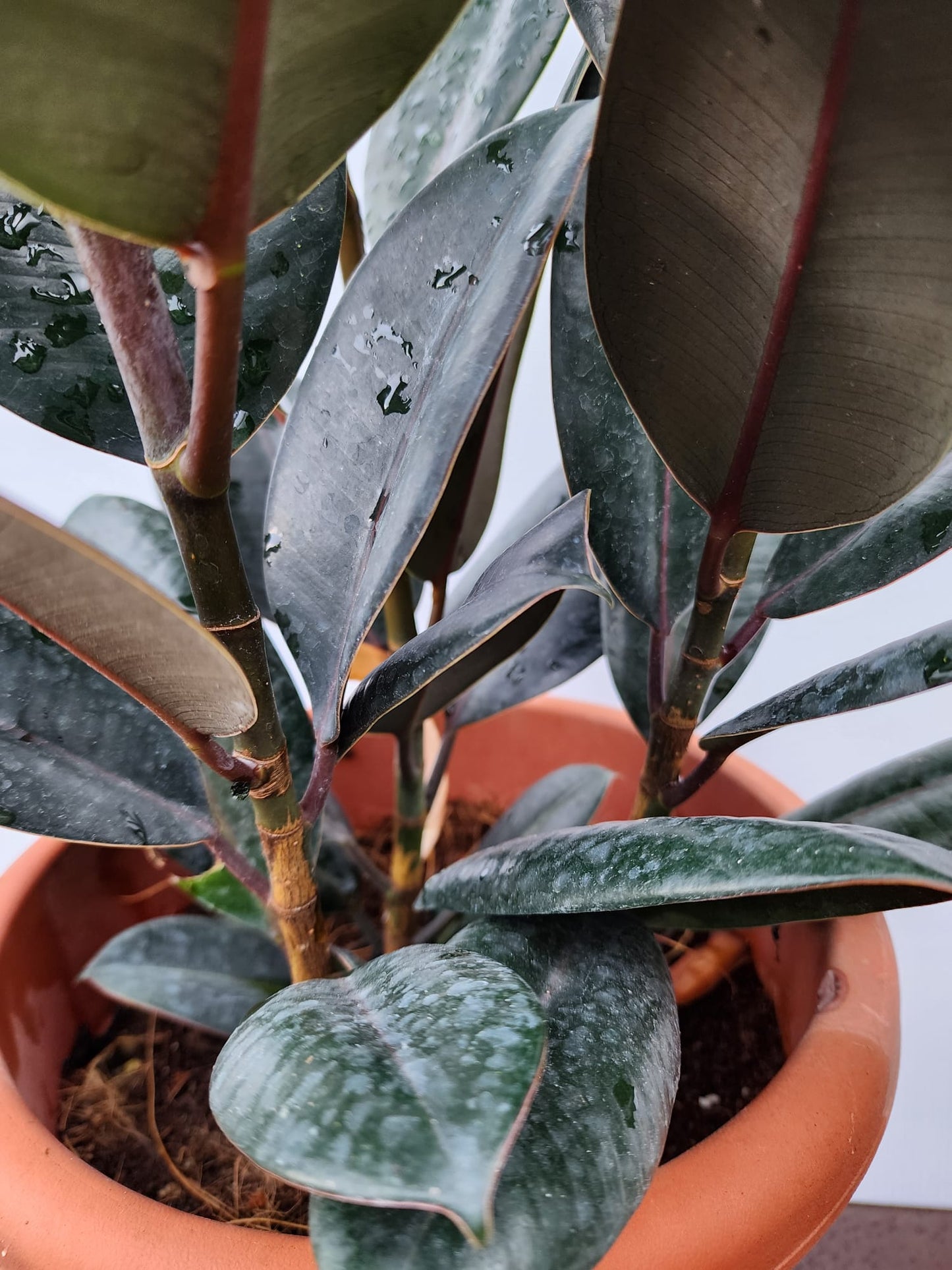 Ficus Burgandy 3 in 1