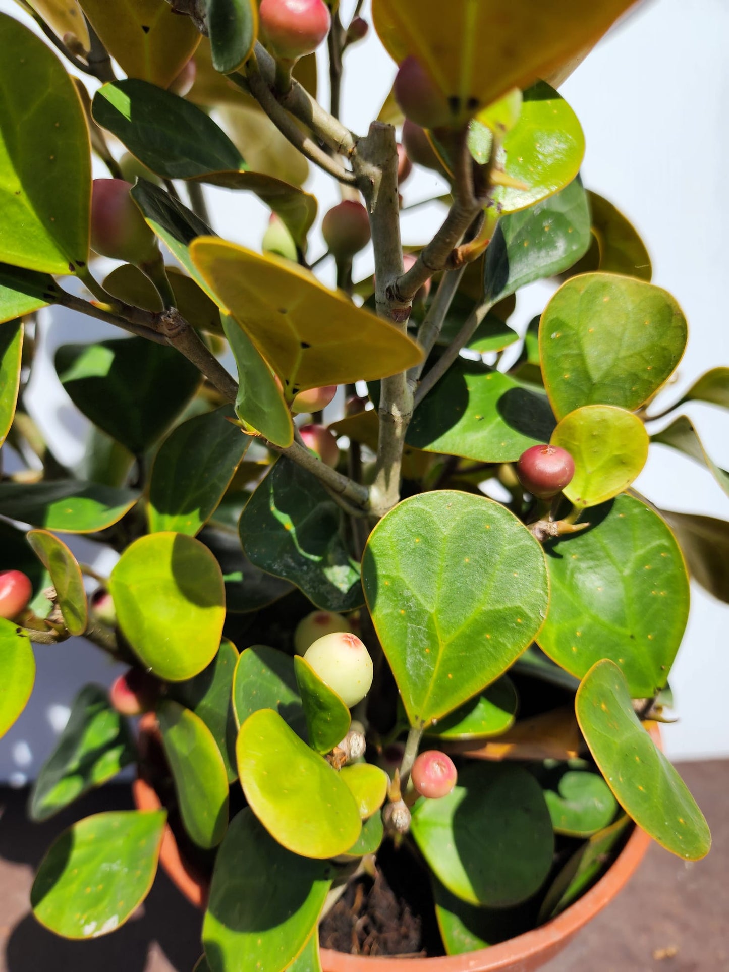 Ficus Deltoidea (Golden Form)