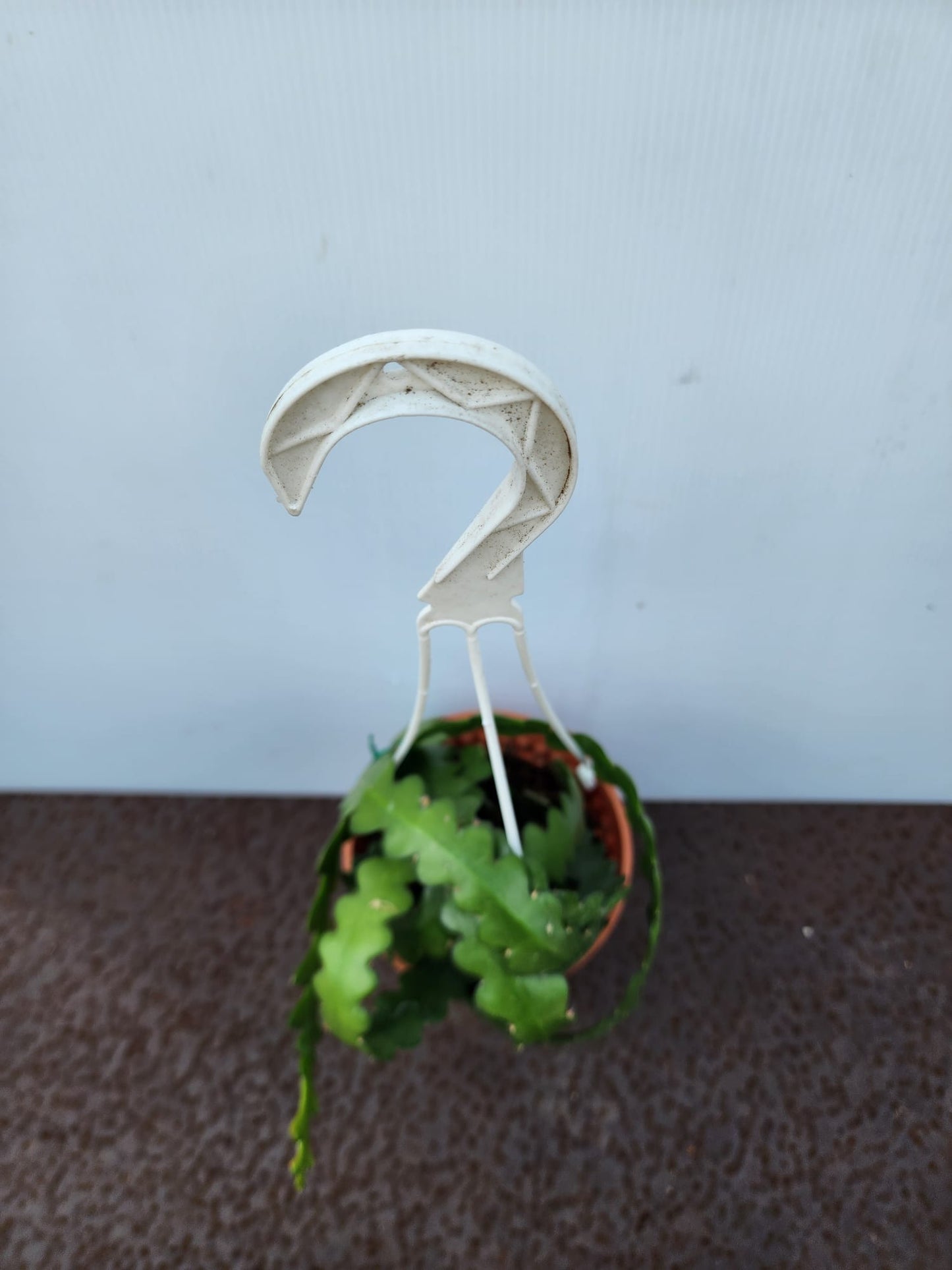 Hanging Fishbone Cactus