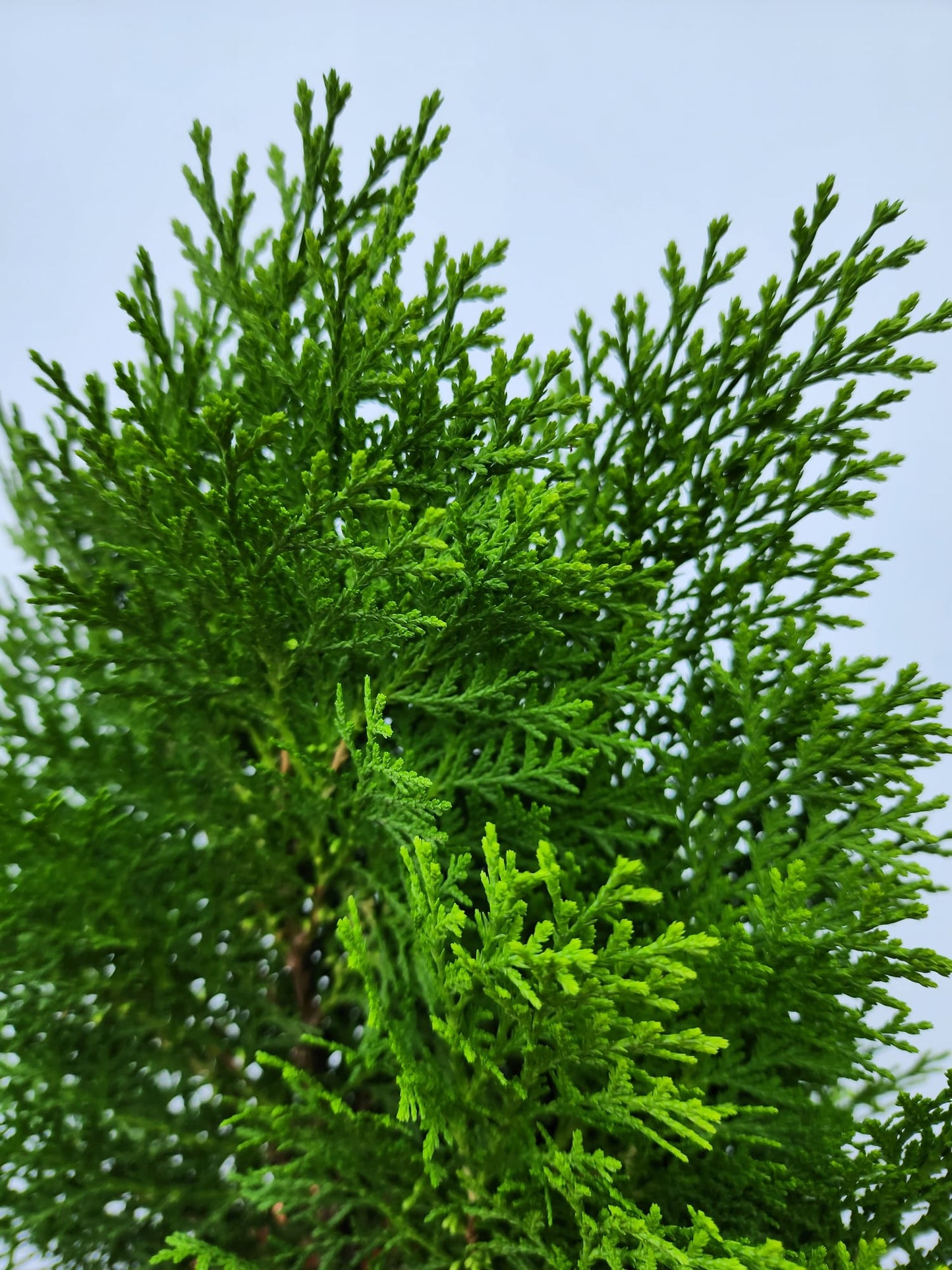 Platycladus Orientalis