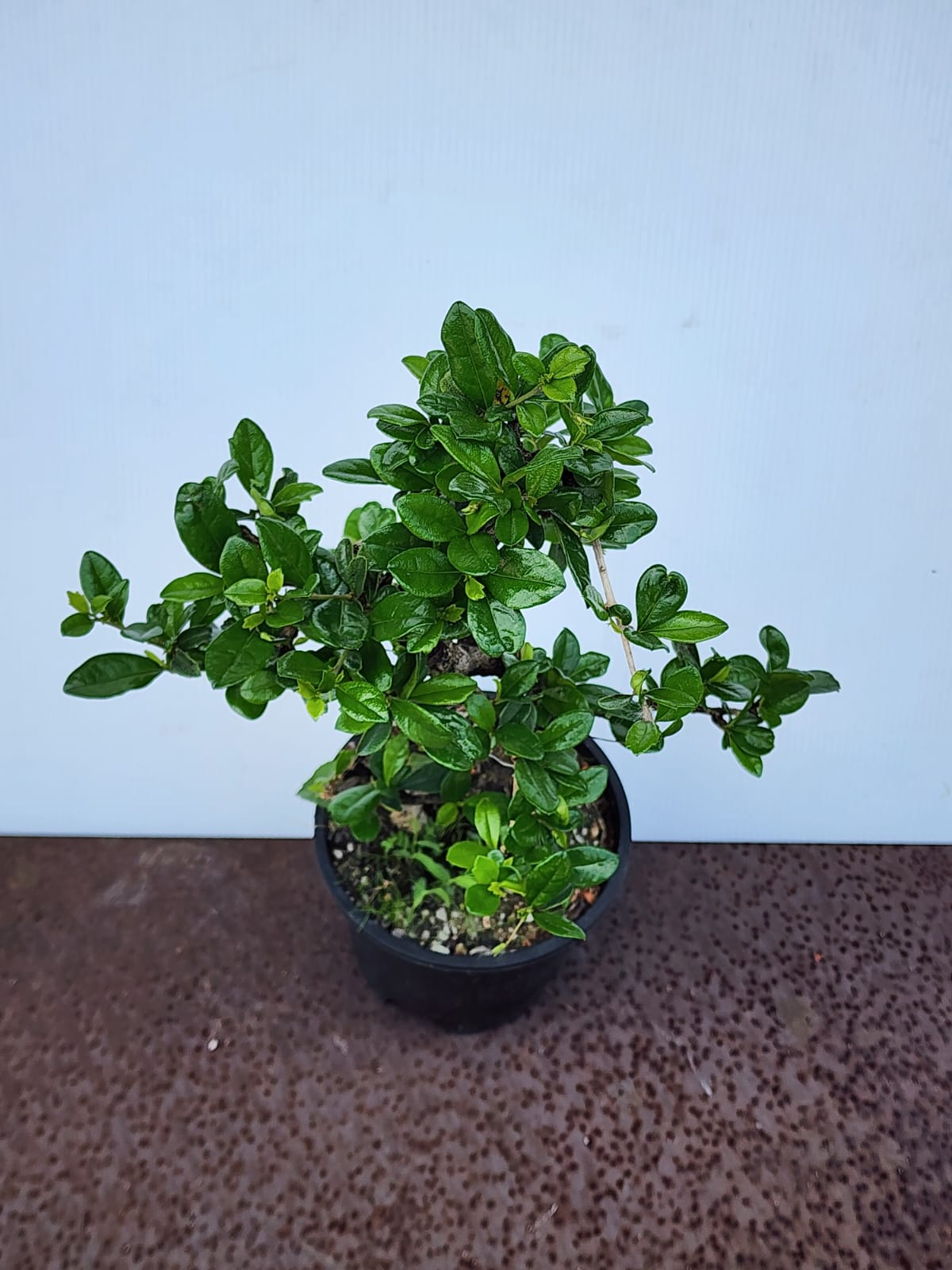 Fukien Tea Bonsai