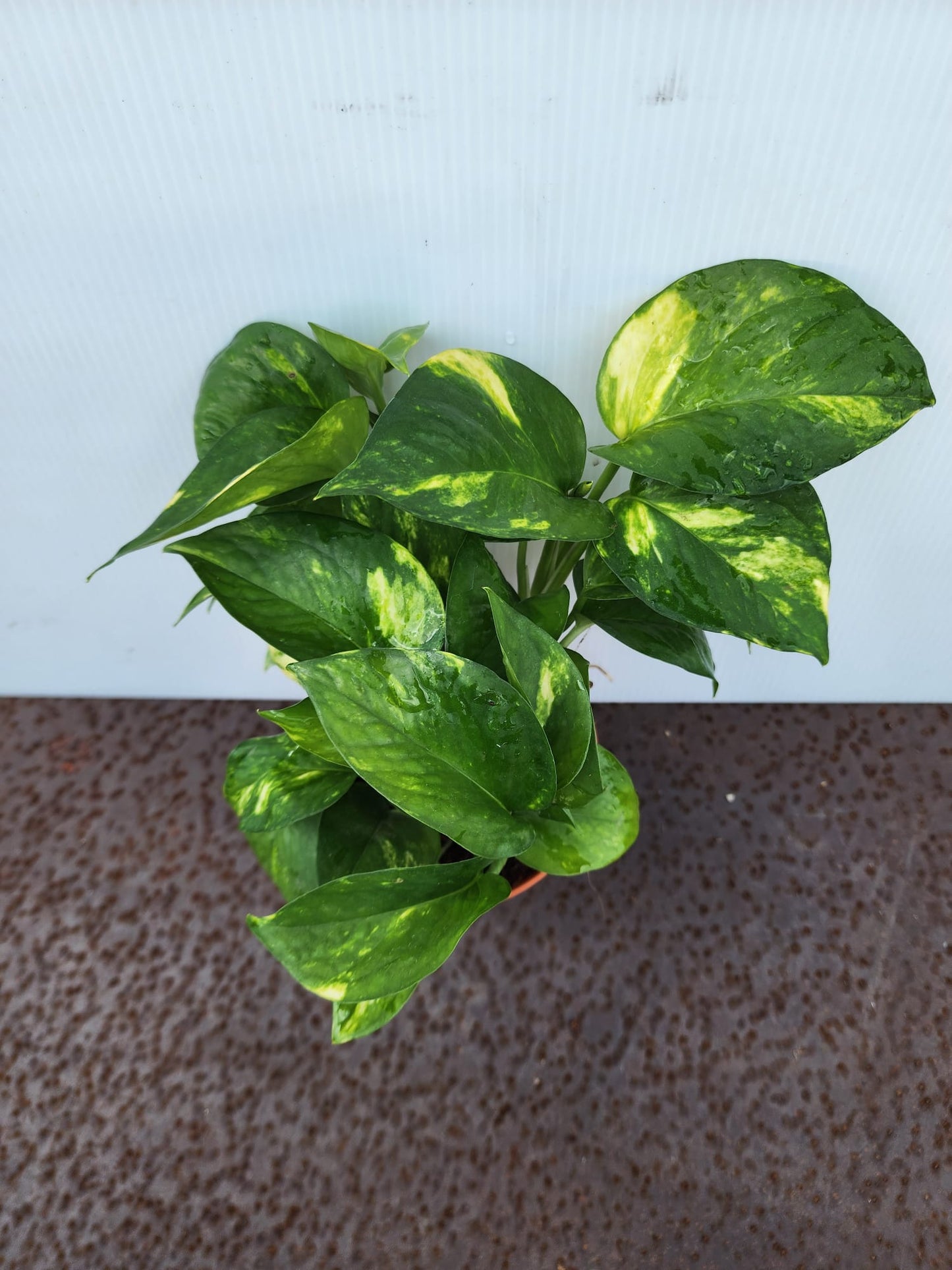 Golden Money Plant