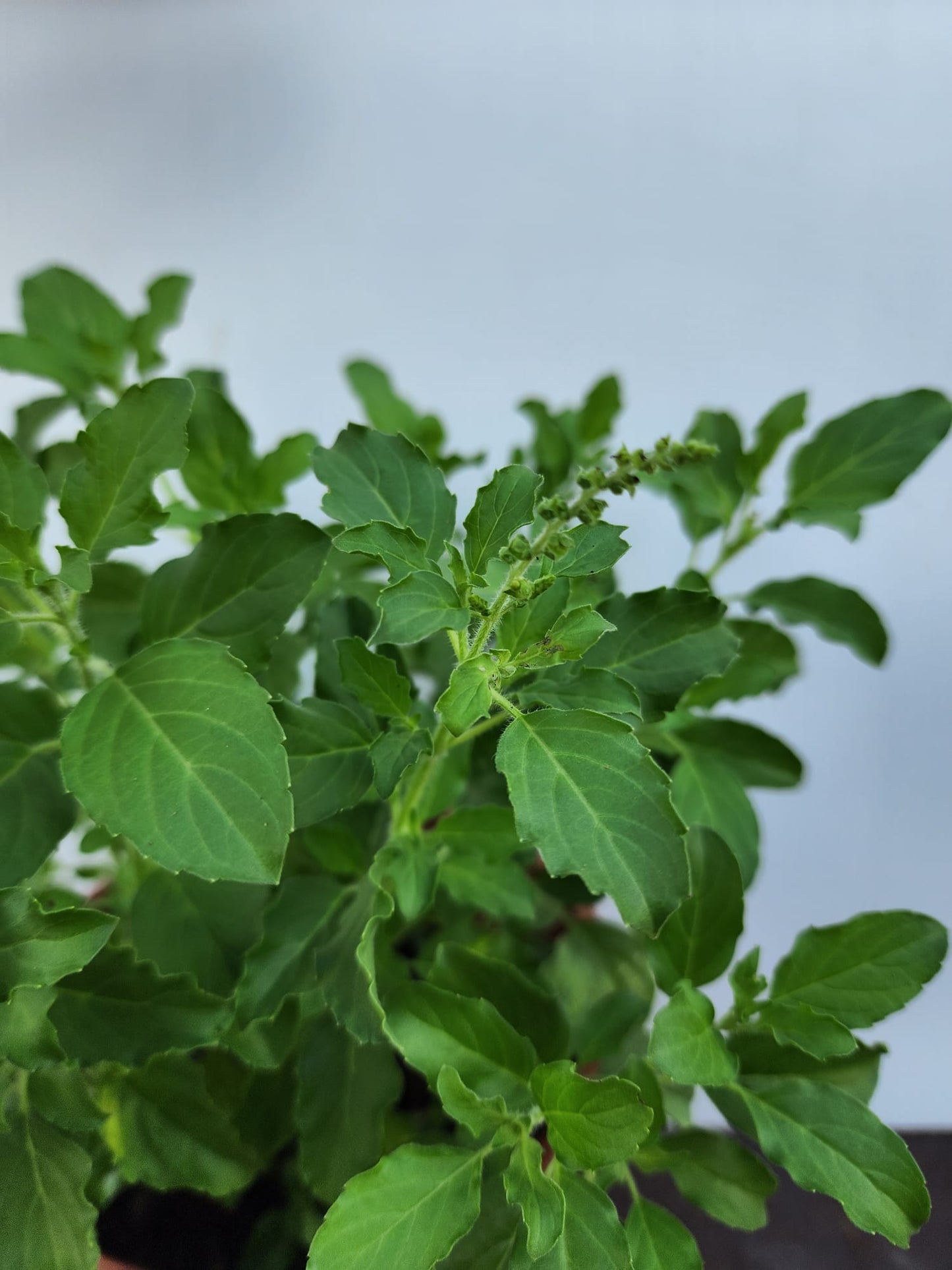 Holy Basil (Thulasi)